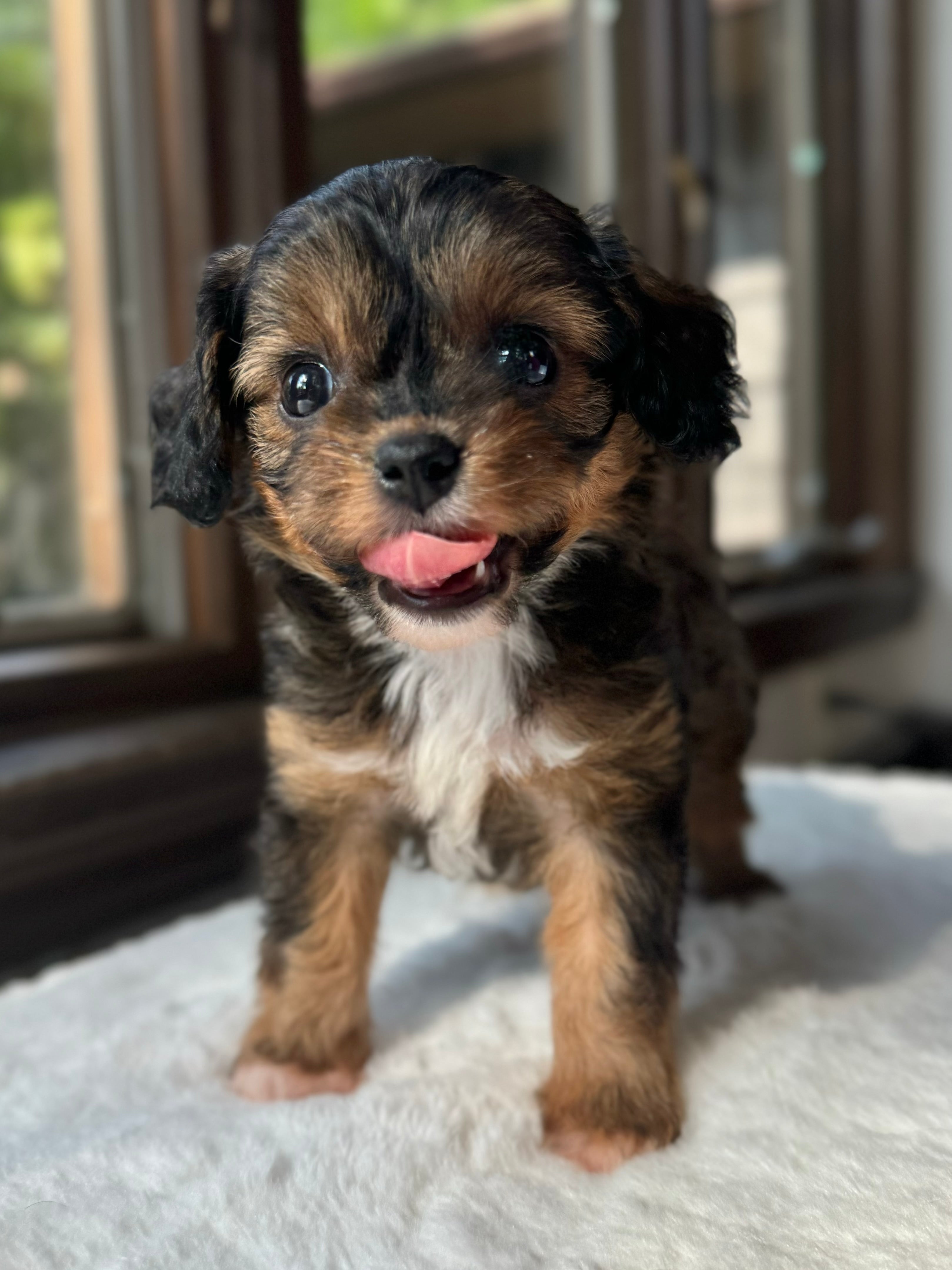Bailey Cavapoo Puppy π SOLD β Precious Pups USA