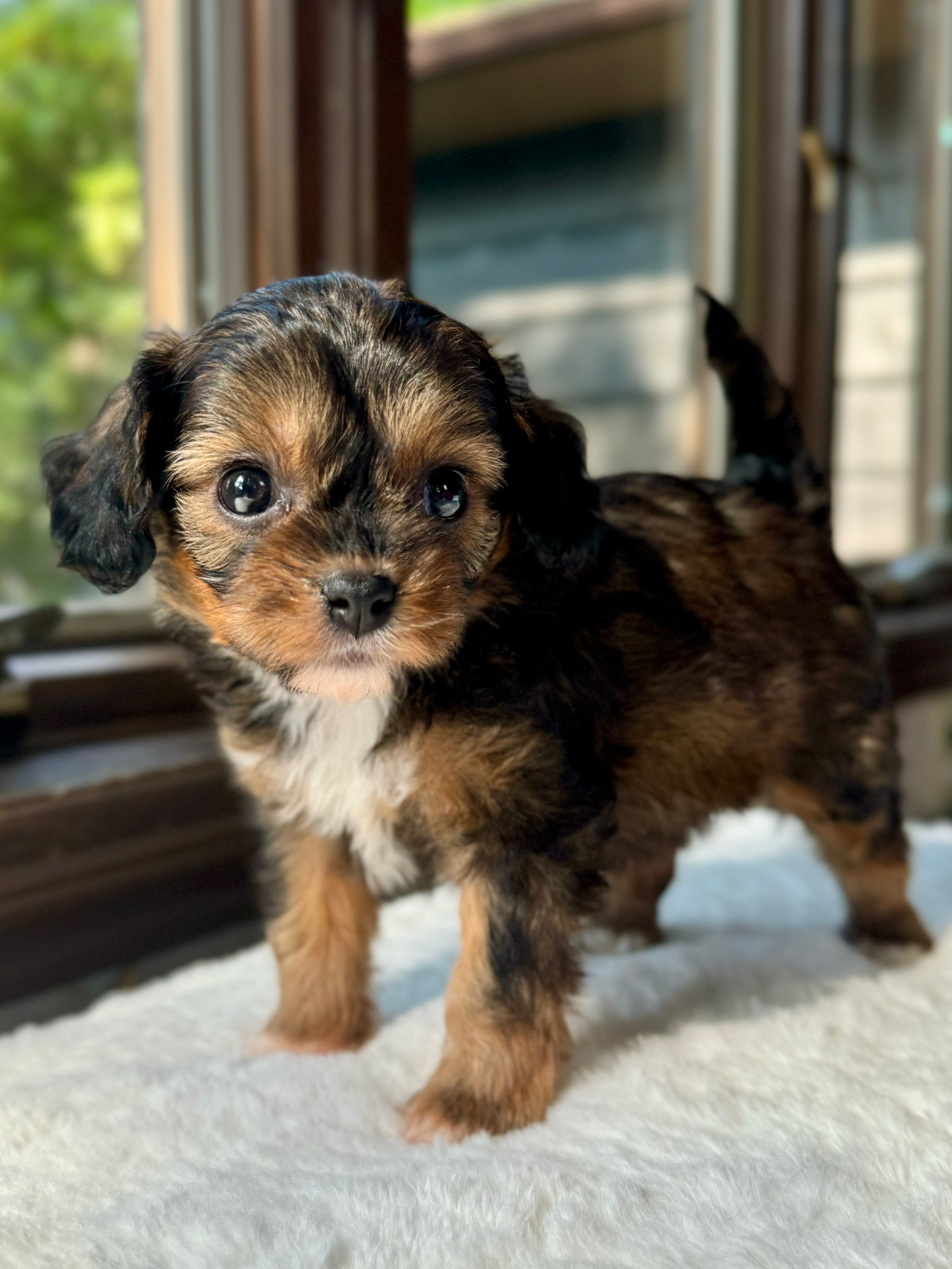 Bailey Cavapoo Puppy π SOLD β Precious Pups USA