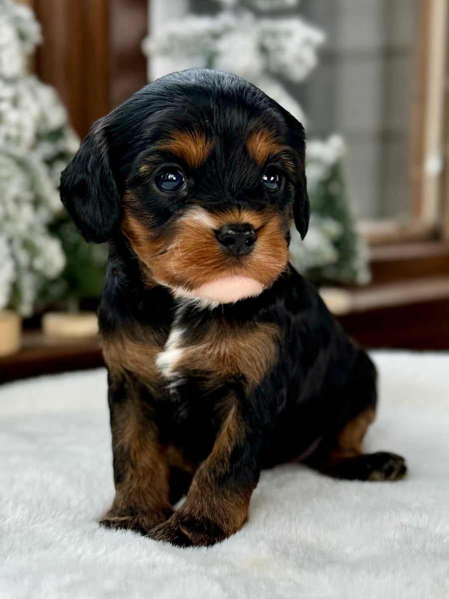 Toffee Cavapoo Puppy 💙 – Precious Pups USA