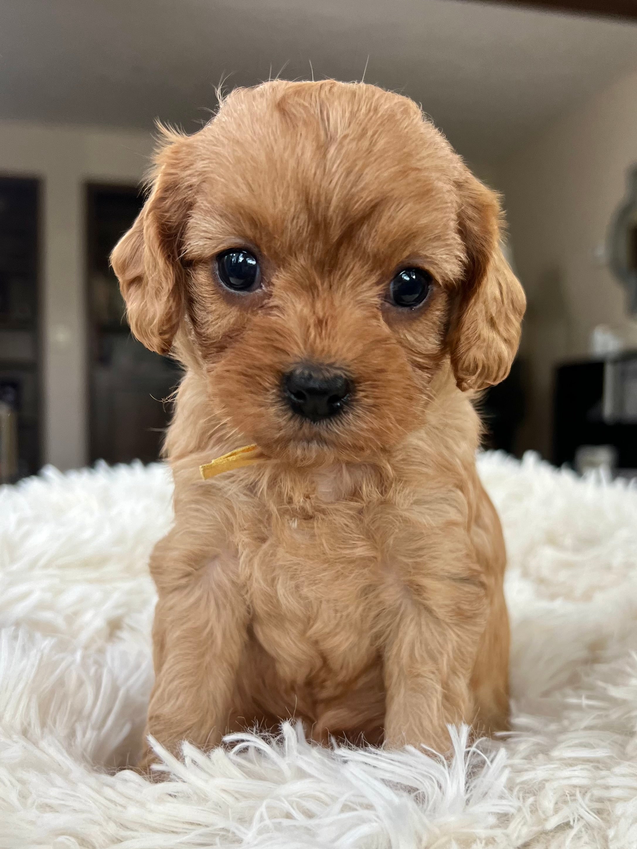 Harper Cavapoo Puppy 💗 – Precious Pups USA