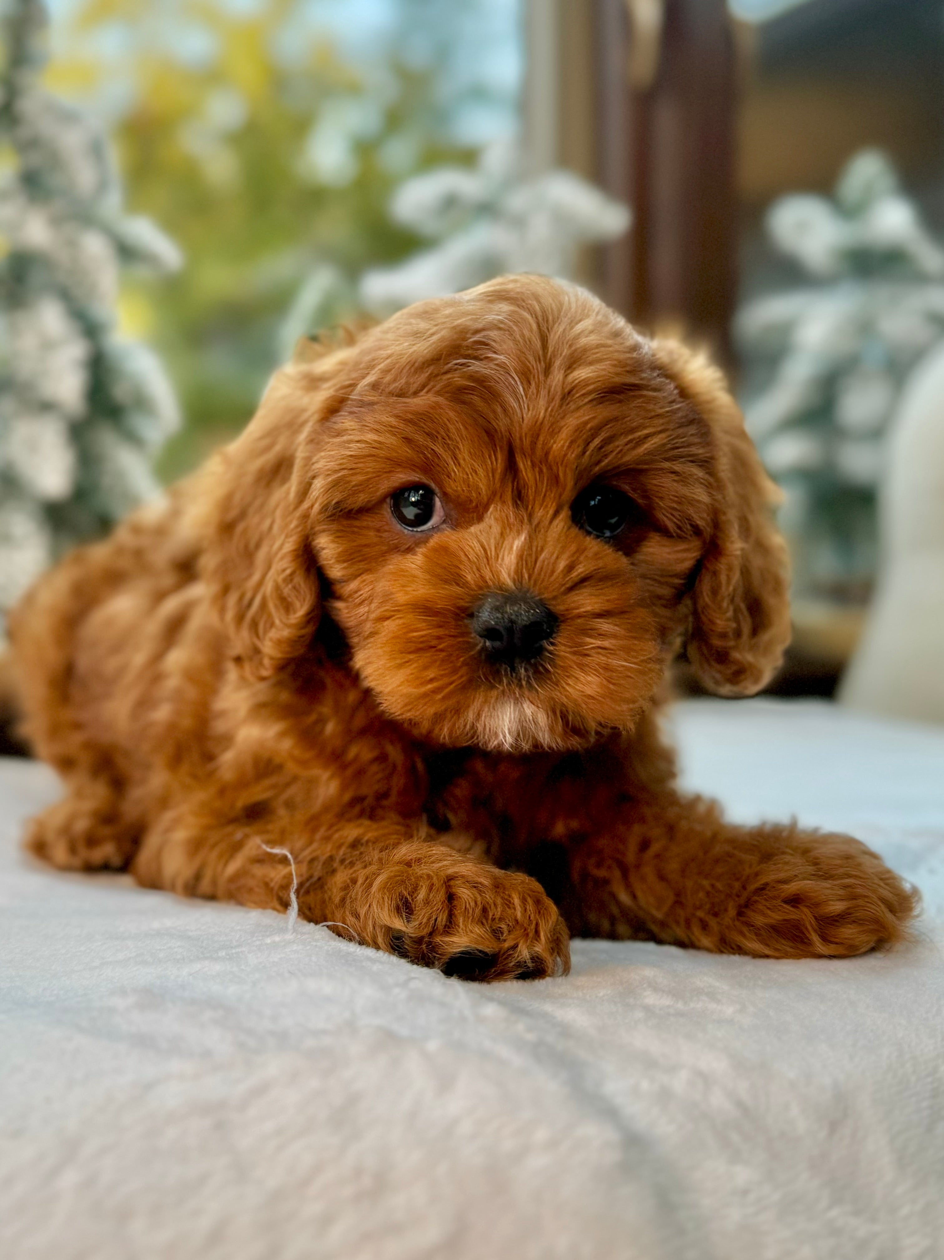 Penny Cavapoo Puppy 💗 ADOPTED – Precious Pups USA