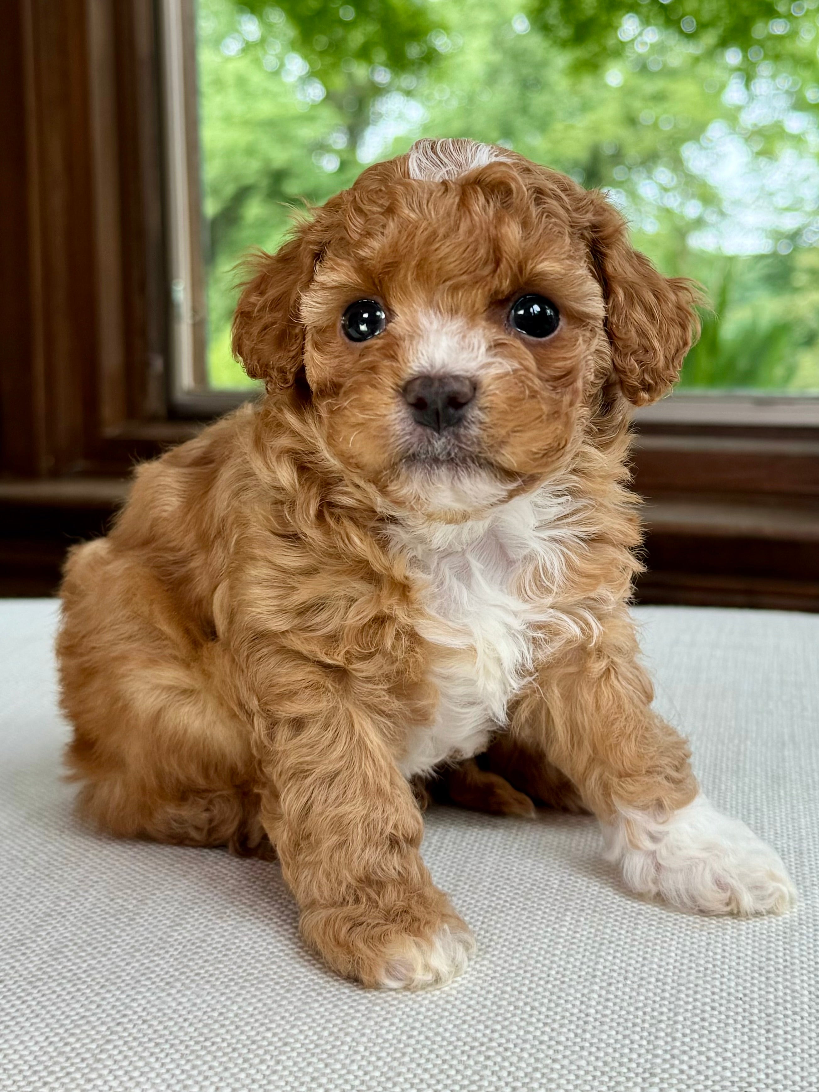 Cavapoo Cookies Chocolate Chip Toy Cavapoo Puppy 💙 SOLD – Precious Pups Doodles