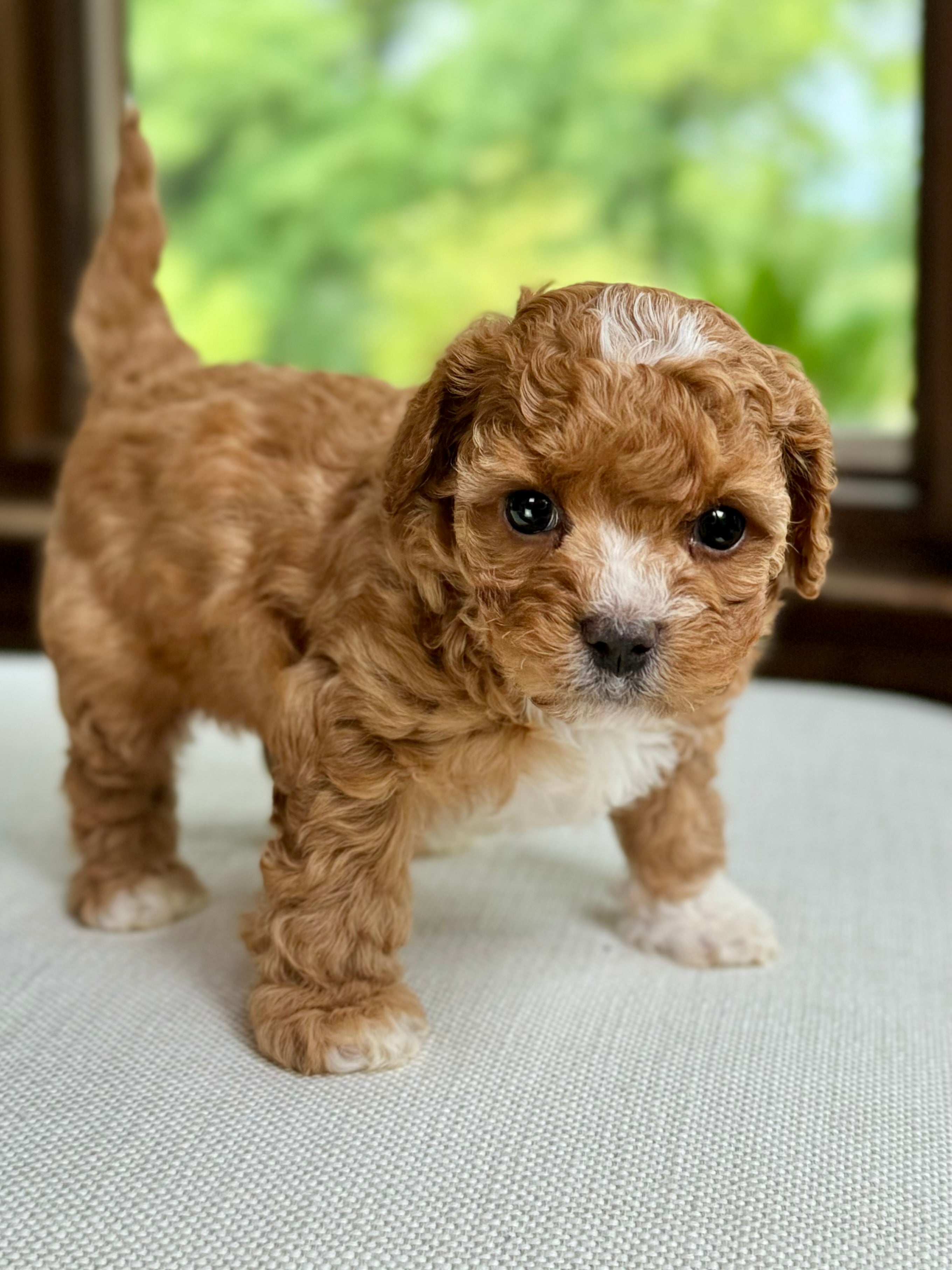 Small Toy Cavapoo Chocolate Chip Toy Cavapoo Puppy π SOLD β Precious Pups Doodles