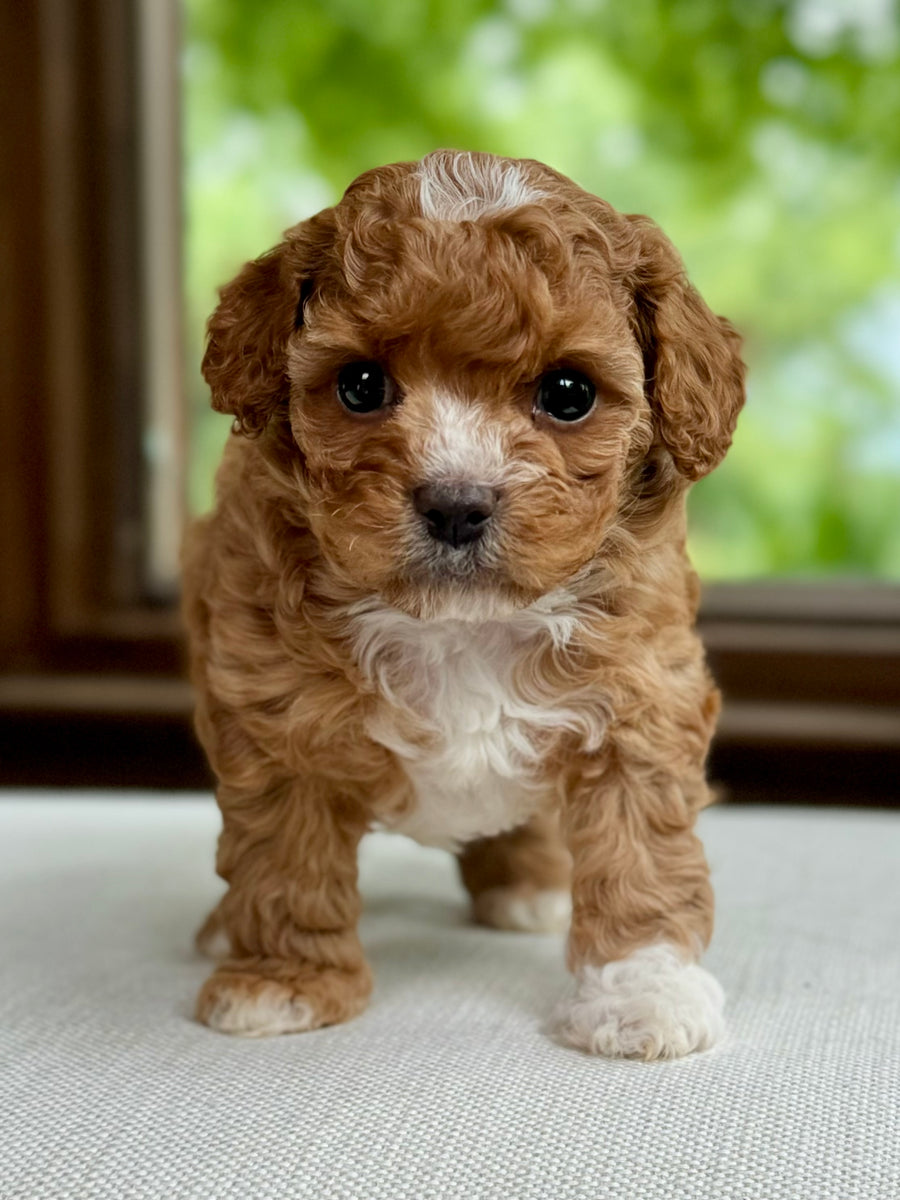 Chocolate Chip Toy Cavapoo Puppy 💙 SOLD – Precious Pups USA