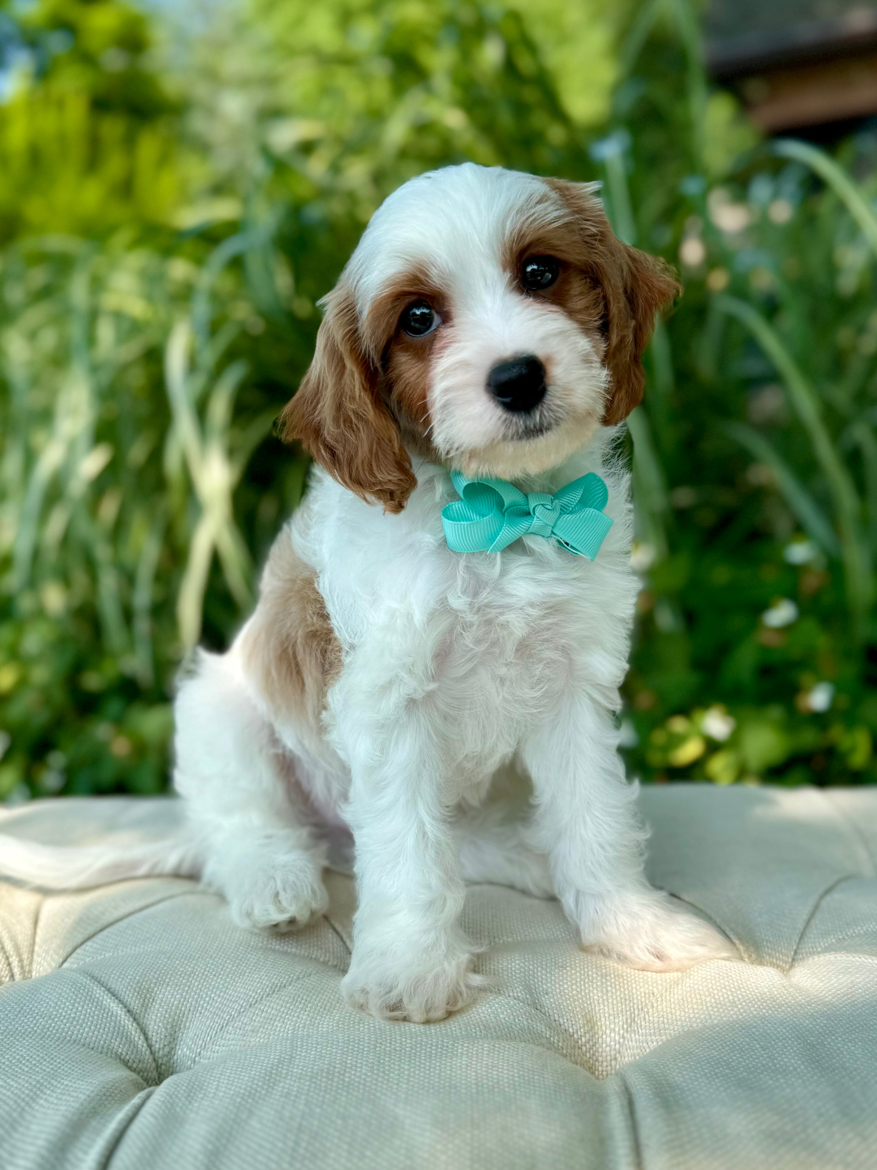 Button. The Cavapoo Banner Cavapoo Puppy 💙 SOLD – Precious Pups Doodles