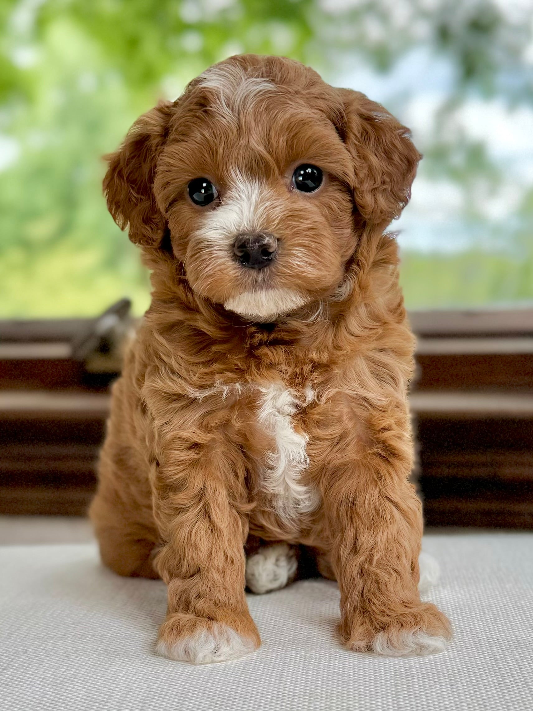 Toy Cavapoo Baton Rouge Oatmeal Toy Cavapoo Puppy 💙 SOLD – Precious Pups Doodles