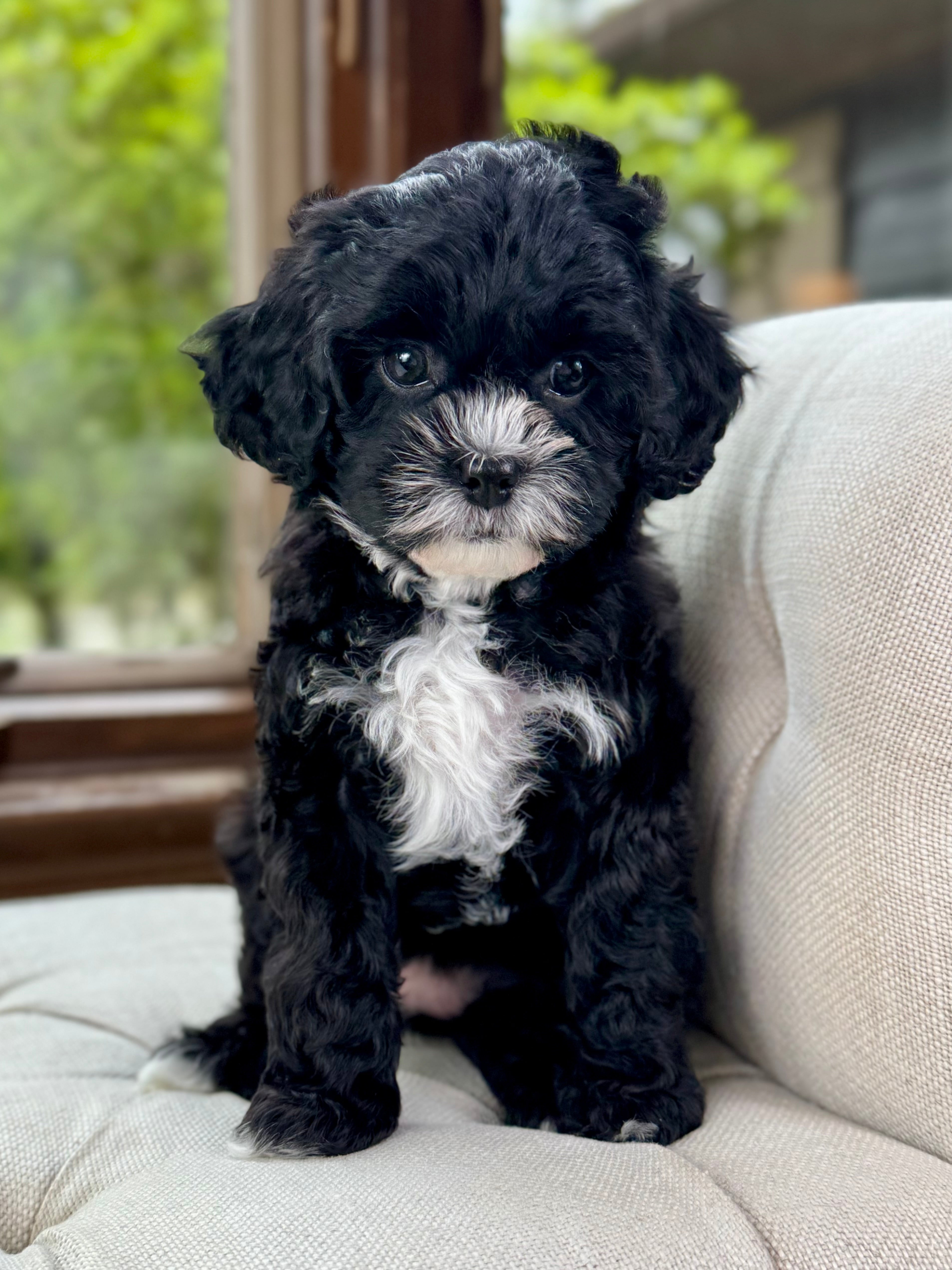 Cavapoo Chicken Luna F1b Toy Cavapoo Puppy 💗 SOLD – Precious Pups Doodles