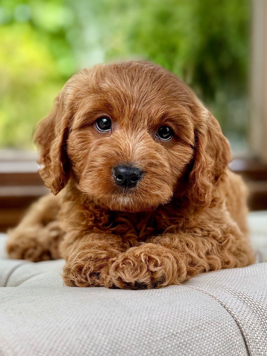William Cavapoo Puppy 💙 SOLD – Precious Pups Doodles