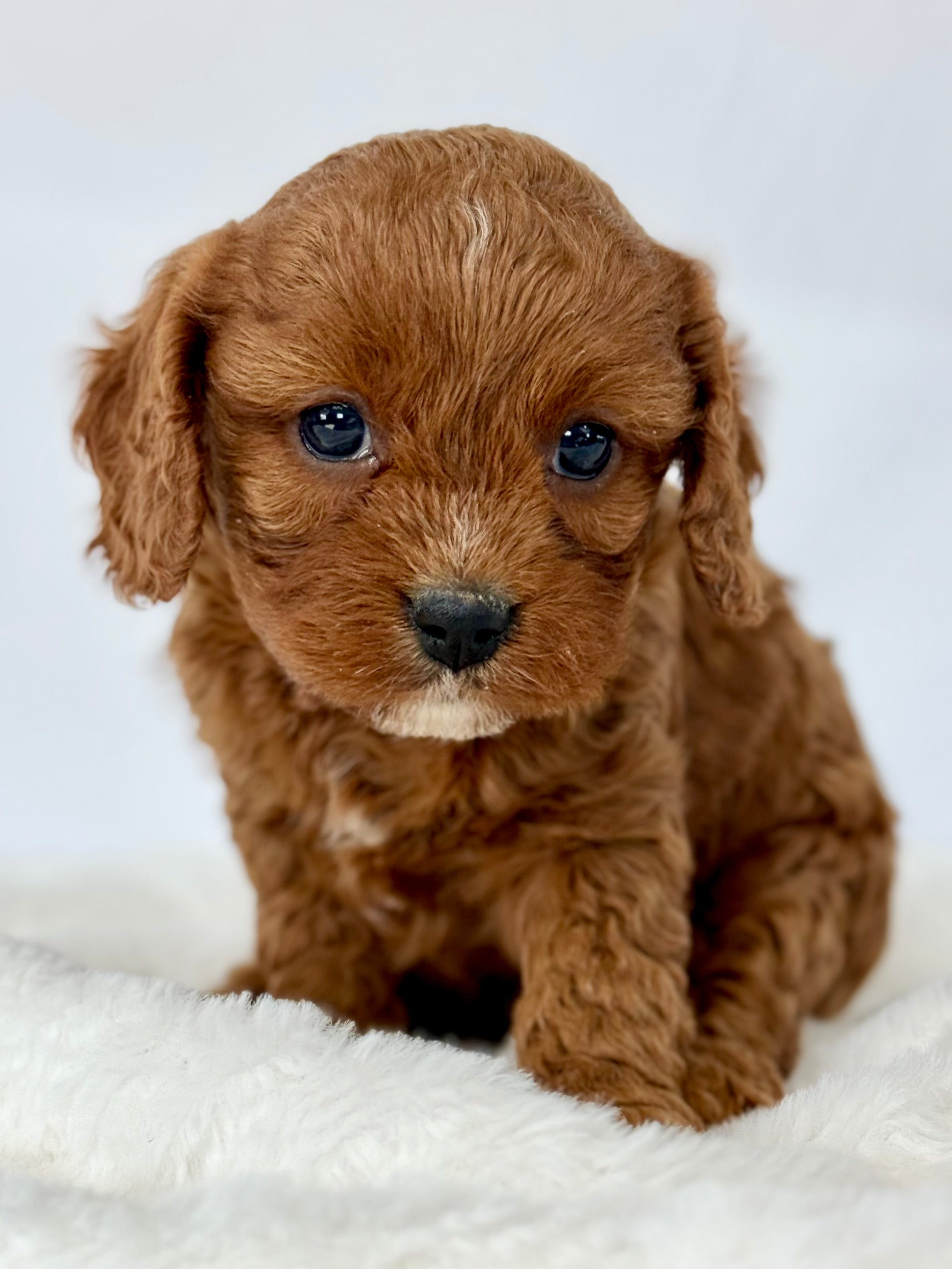 Ruby Cavapoo Puppy ๐ SOLD โ Precious Pups USA