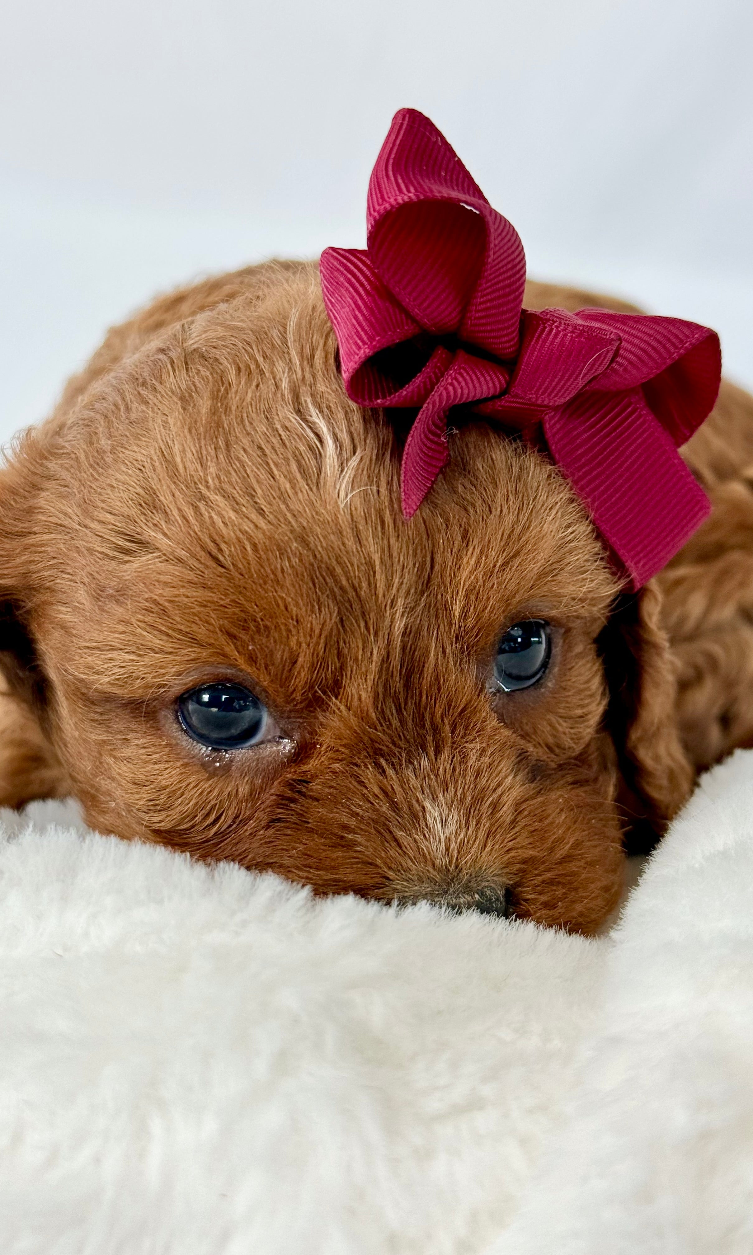 Ruby Cavapoo Puppy ๐ SOLD โ Precious Pups USA