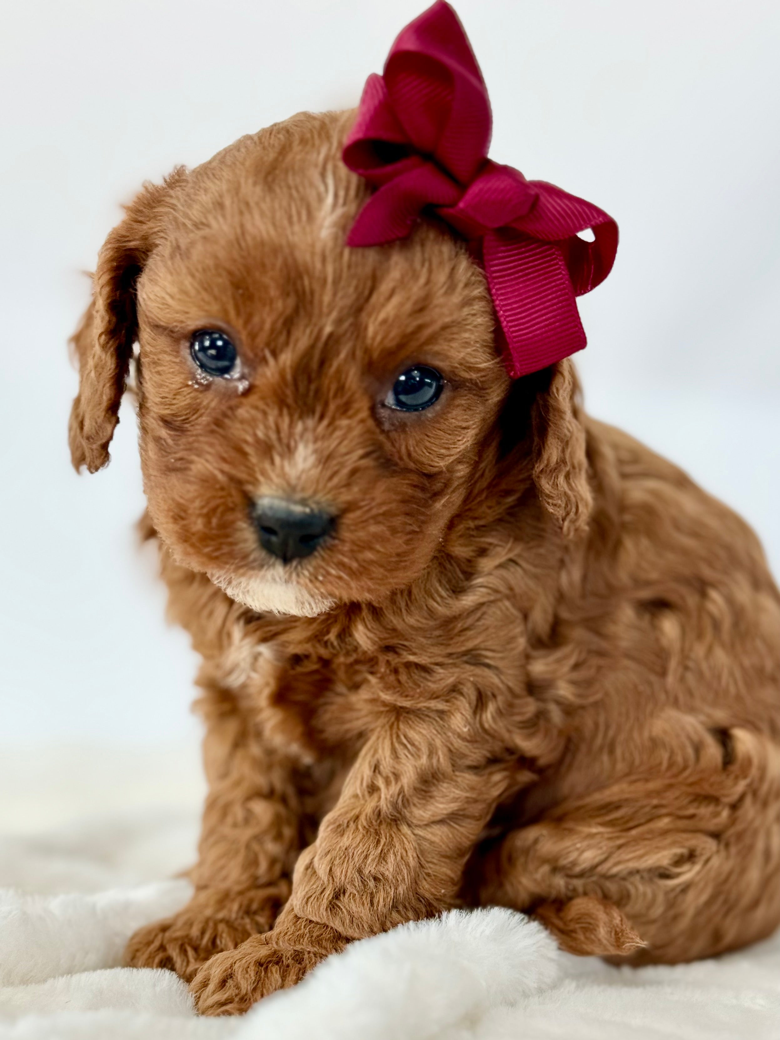 Ruby Cavapoo Puppy ๐ SOLD โ Precious Pups USA