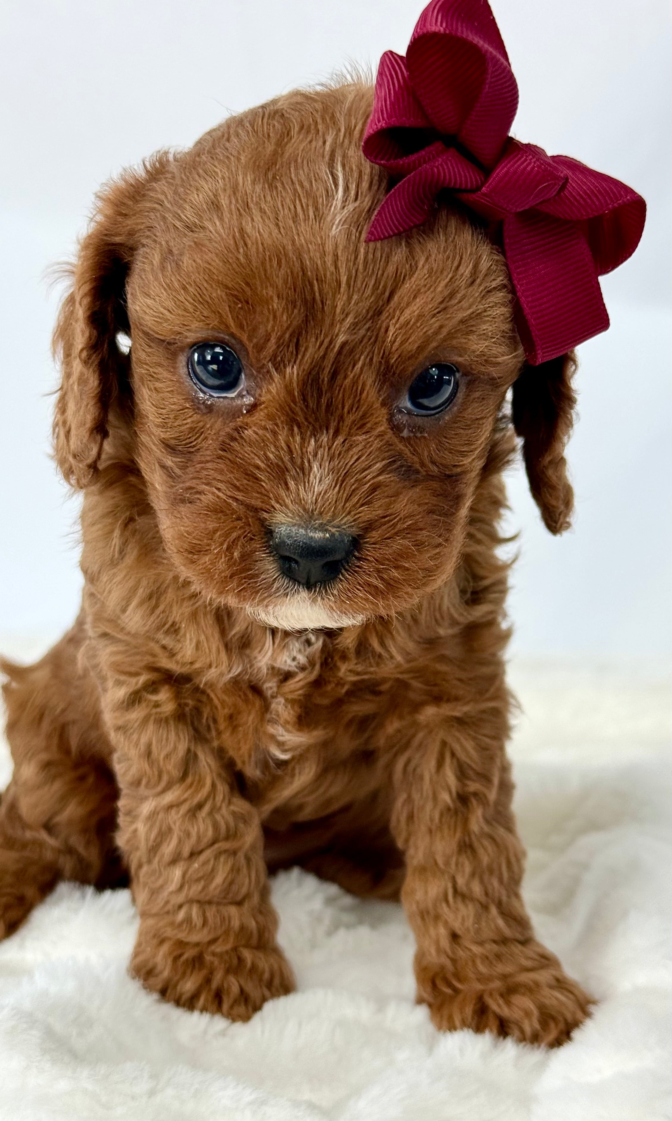 Ruby Cavapoo Puppy ๐ SOLD โ Precious Pups USA