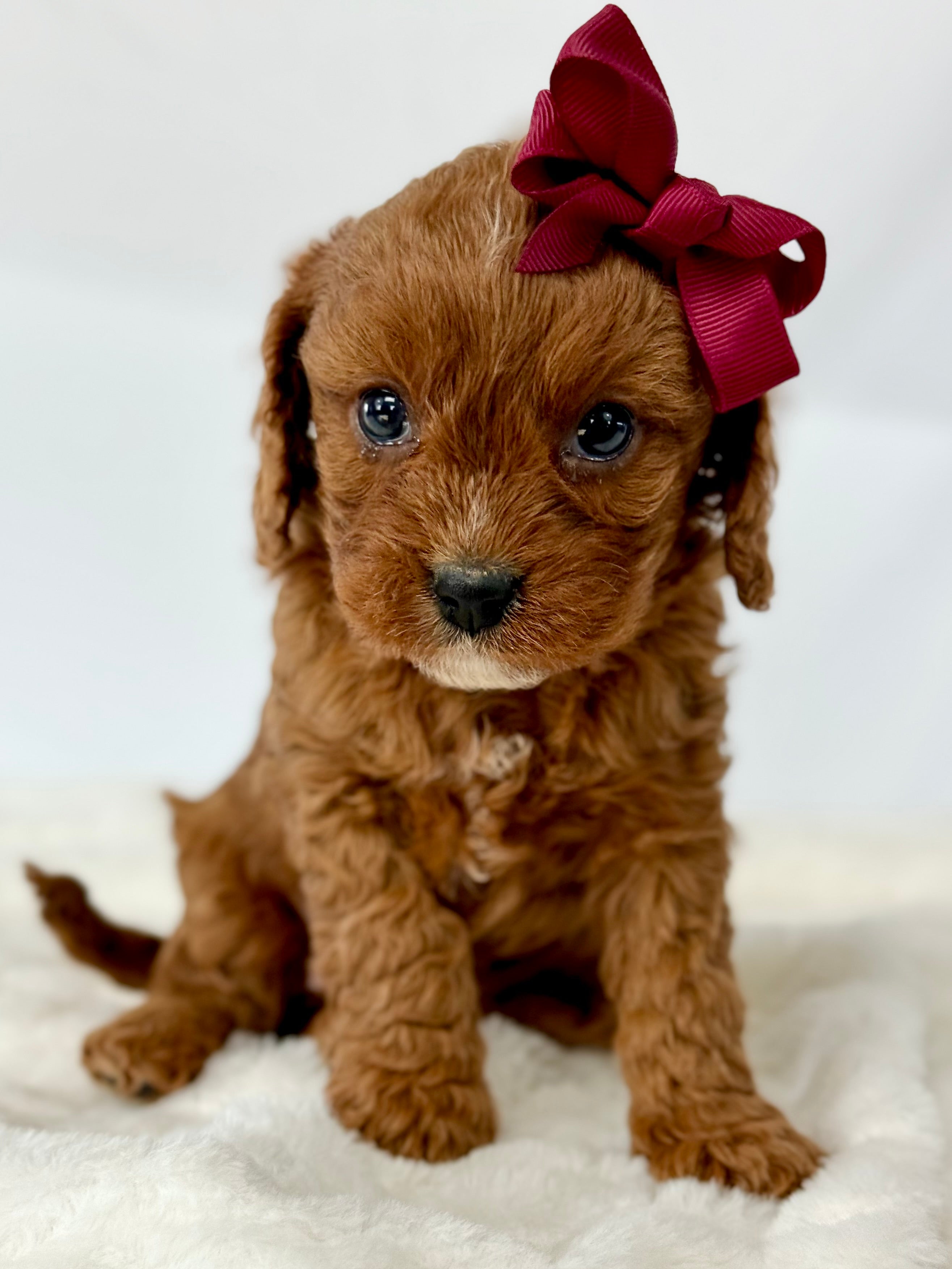 Ruby Cavapoo Puppy 💗 SOLD – Precious Pups USA
