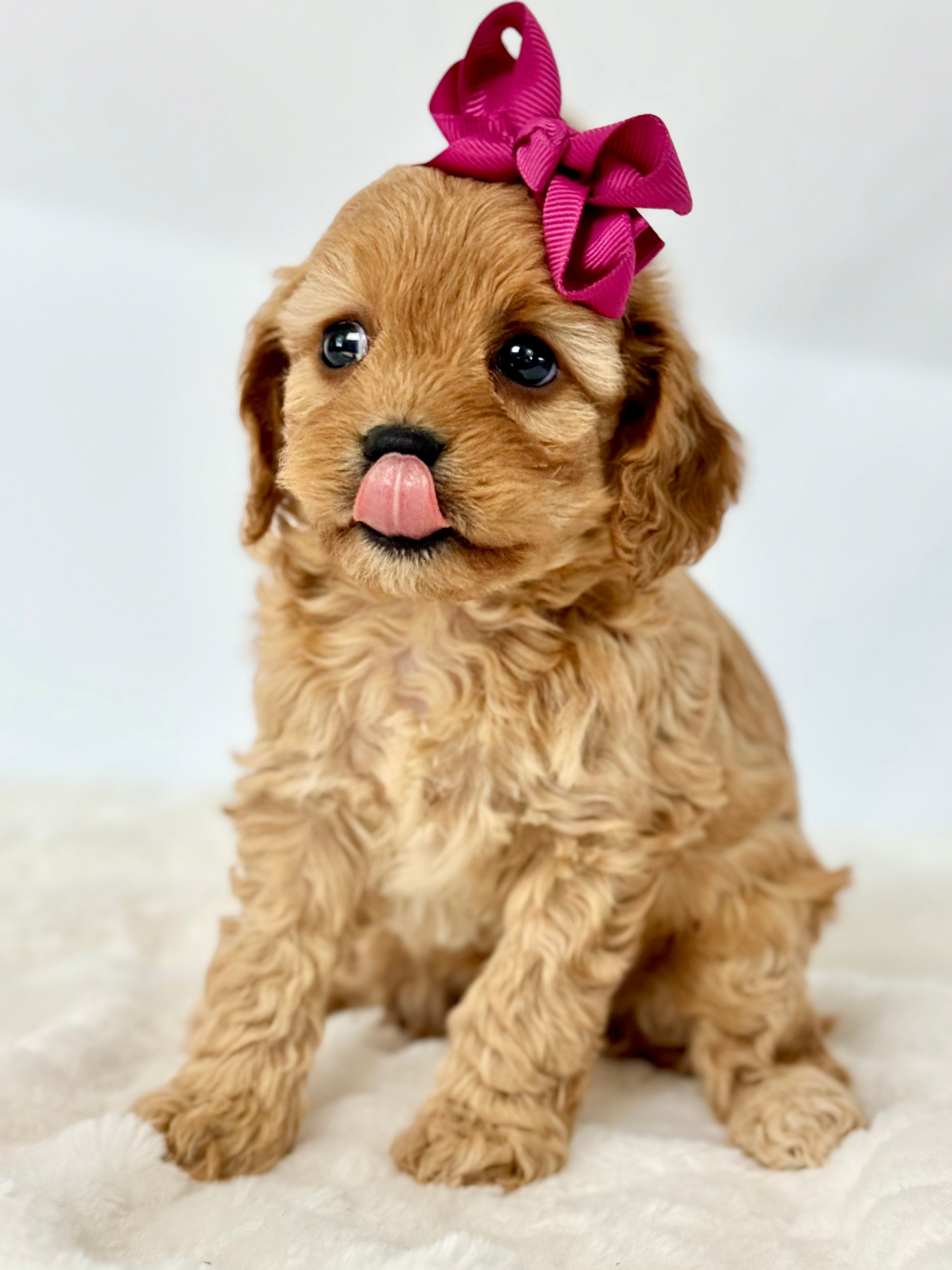 Rosalie Cavapoo Puppy 💗 SOLD – Precious Pups USA