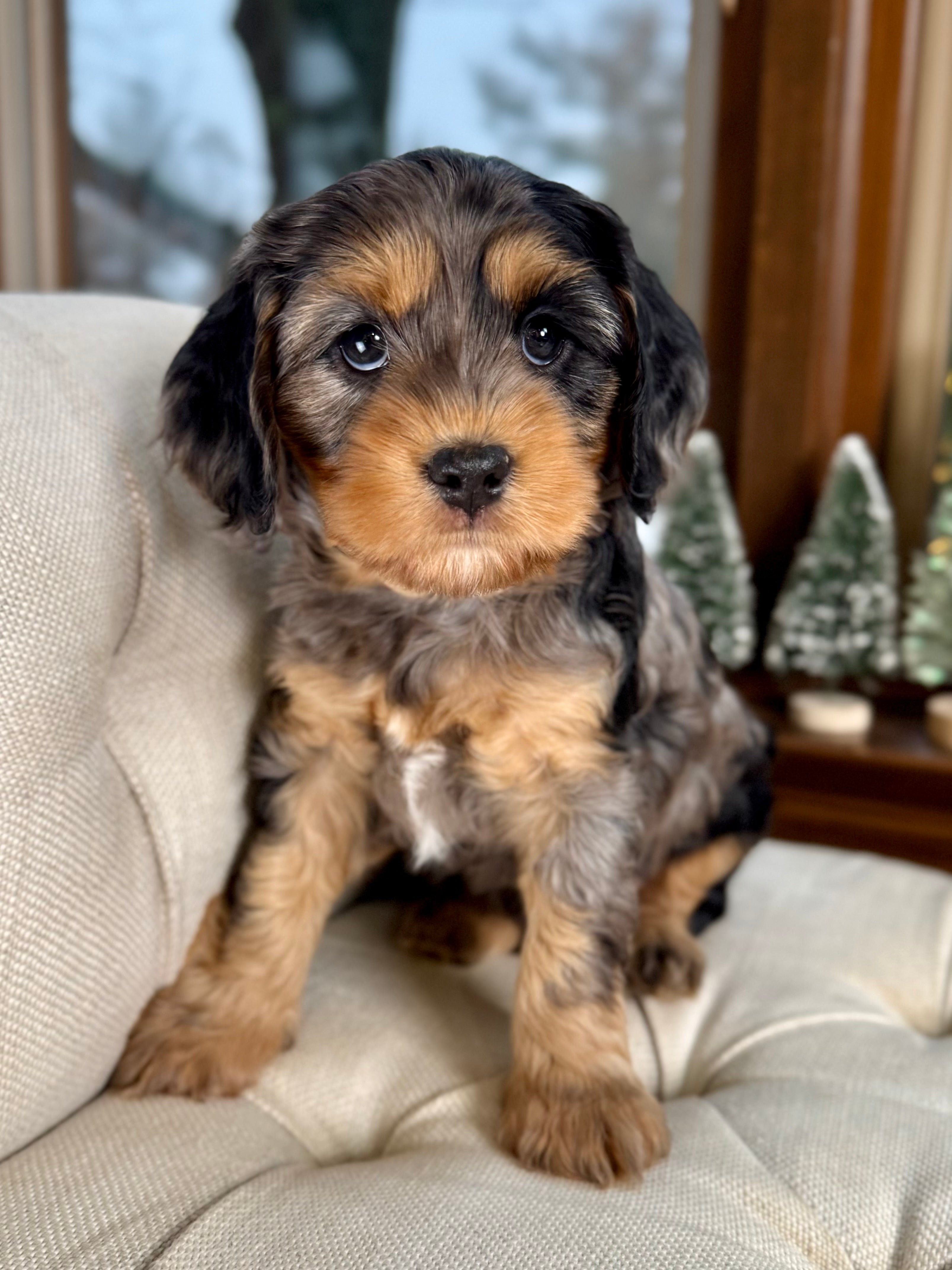 Cavapoo Cookies Fudge Cavapoo Puppy 💙 – Precious Pups Doodles