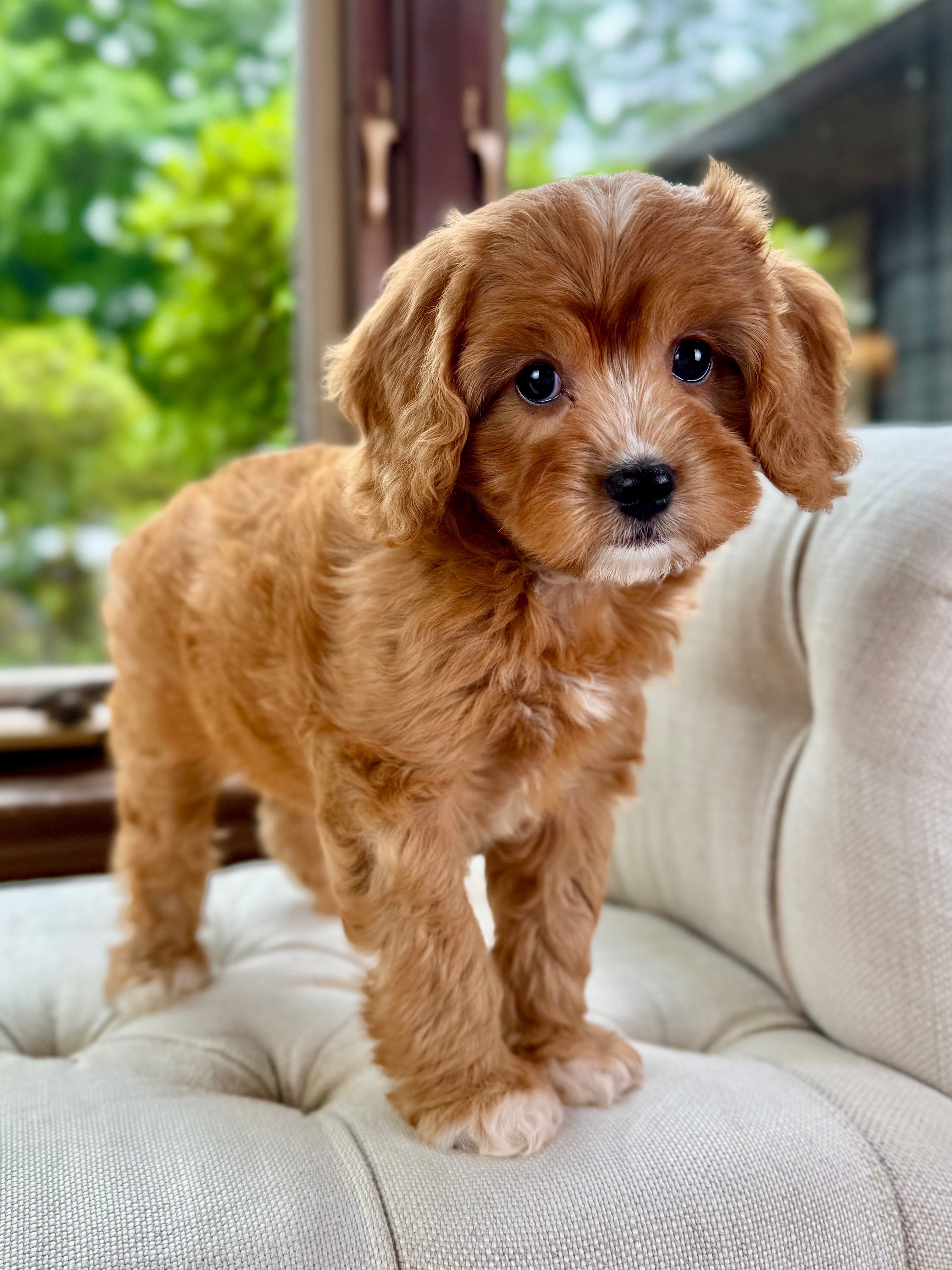 Ruby Cavapoo Puppy ๐ ADOPTED โ Precious Pups USA