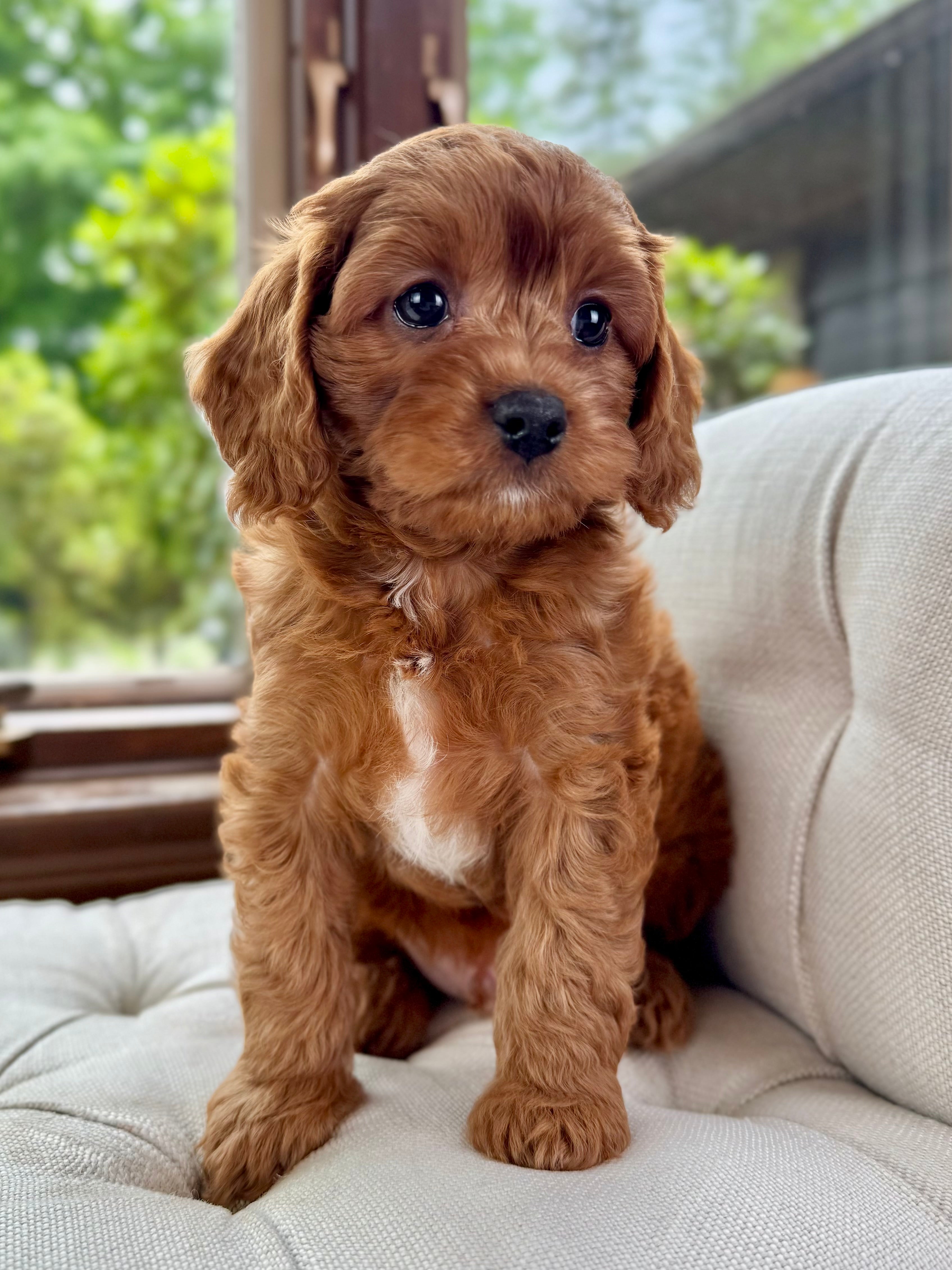Cavapoo Wa Price Wave Cavapoo Puppy 💙 ADOPTED – Precious Pups USA