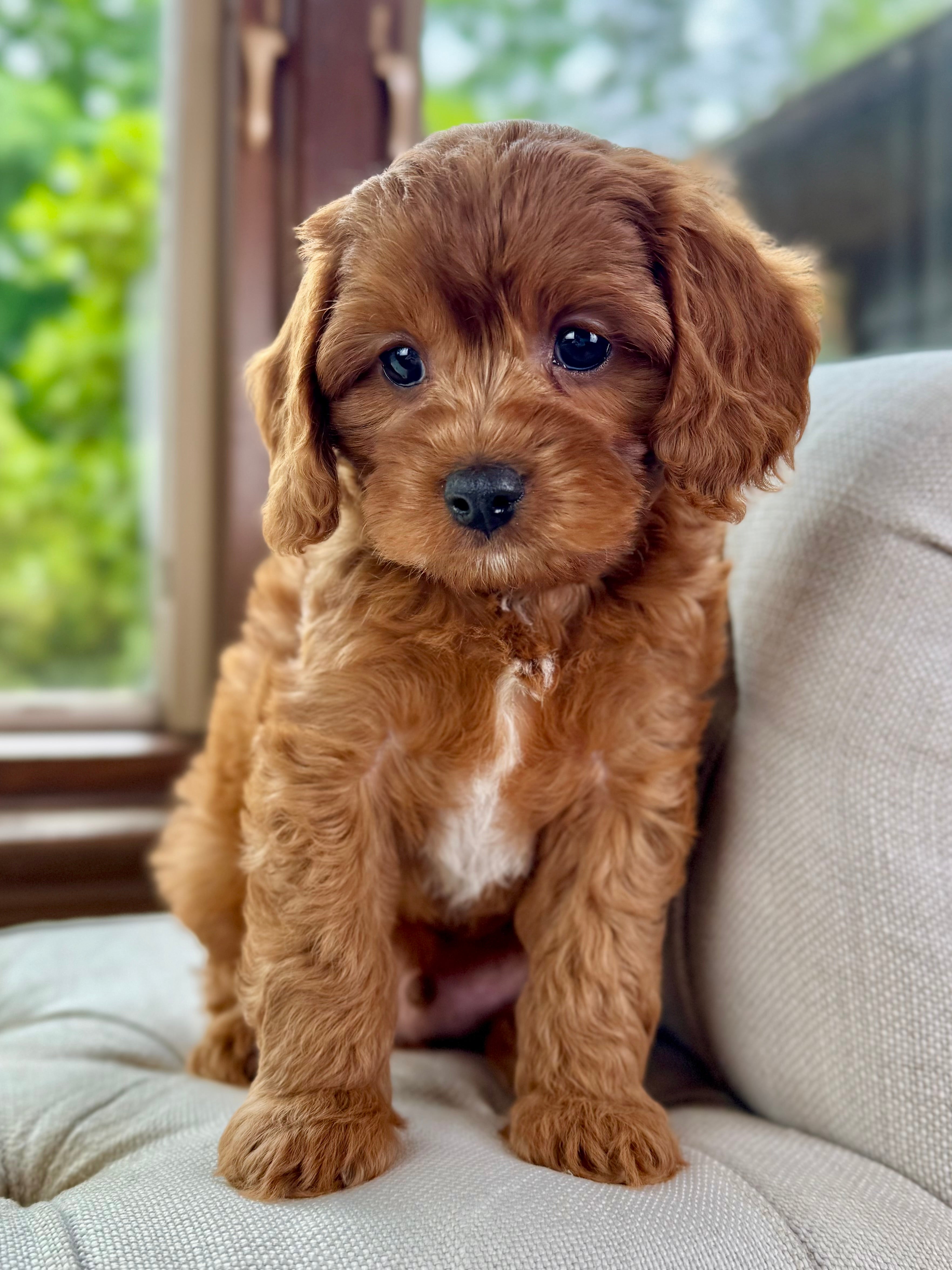 Cavapoo Wa Price Wave Cavapoo Puppy 💙 ADOPTED – Precious Pups USA