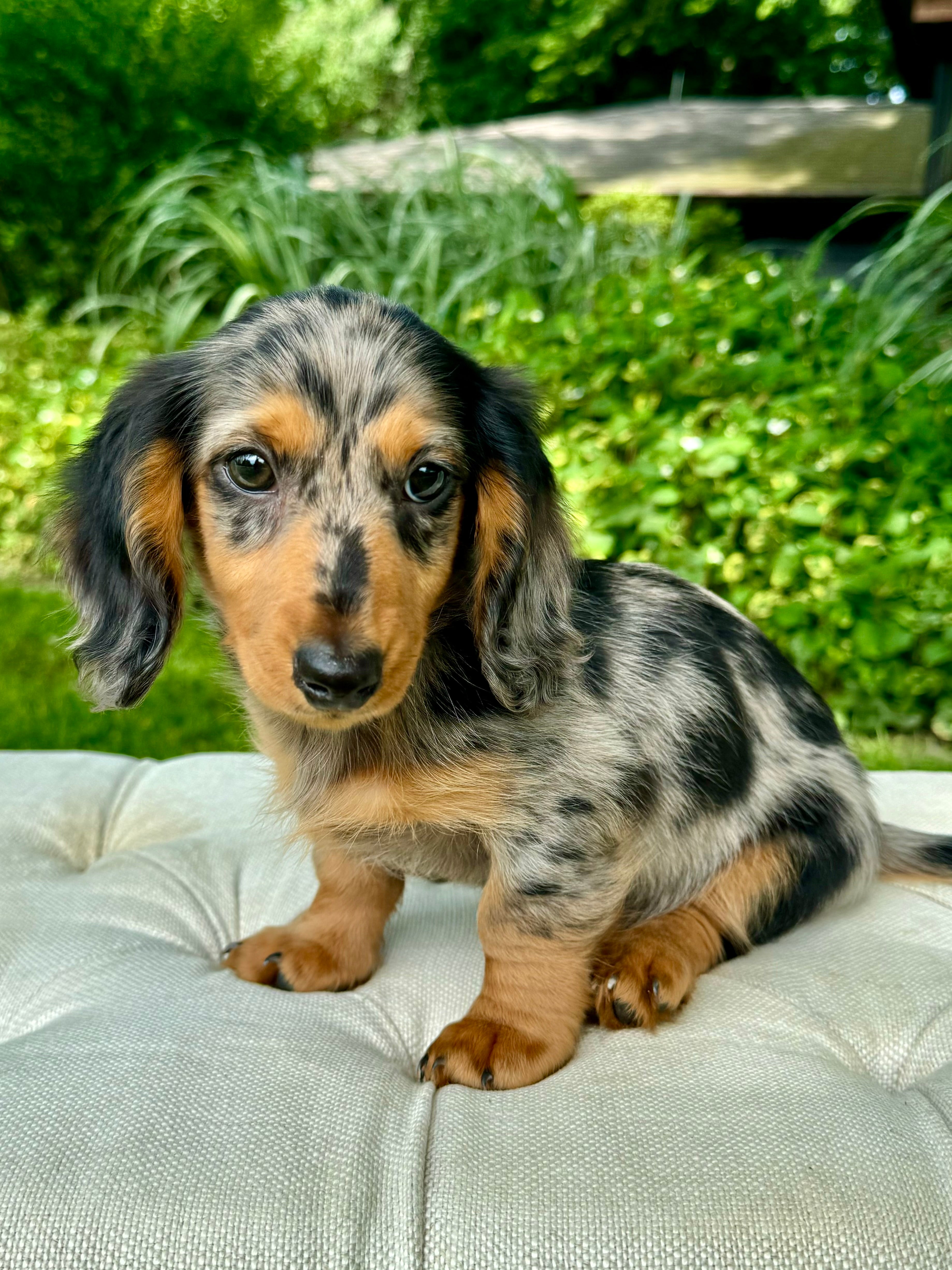 Haired Dachshund Tiny Miniature Dachshund Puppies Sale Old