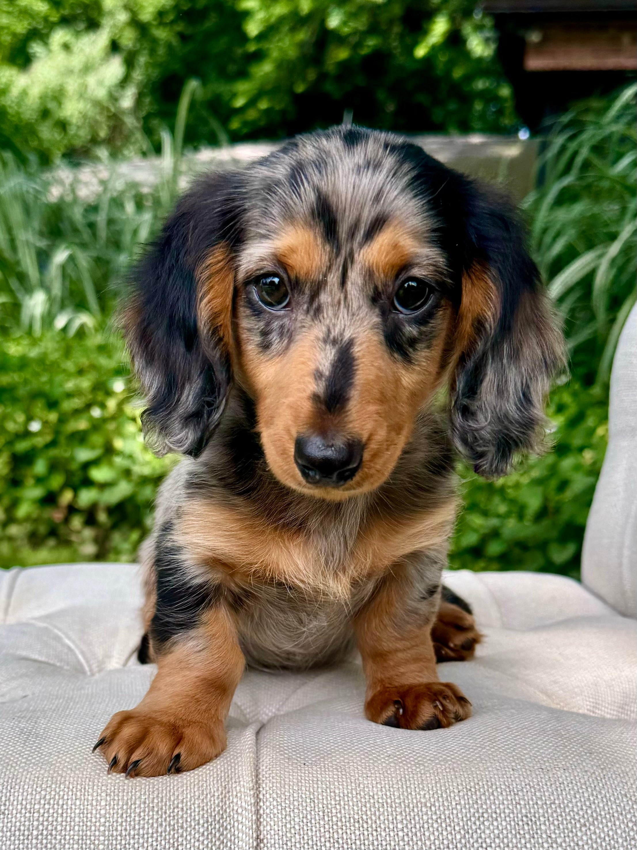 Brown Dapple Dachshund Long Hair Long Hair Dachshund Puppy Female