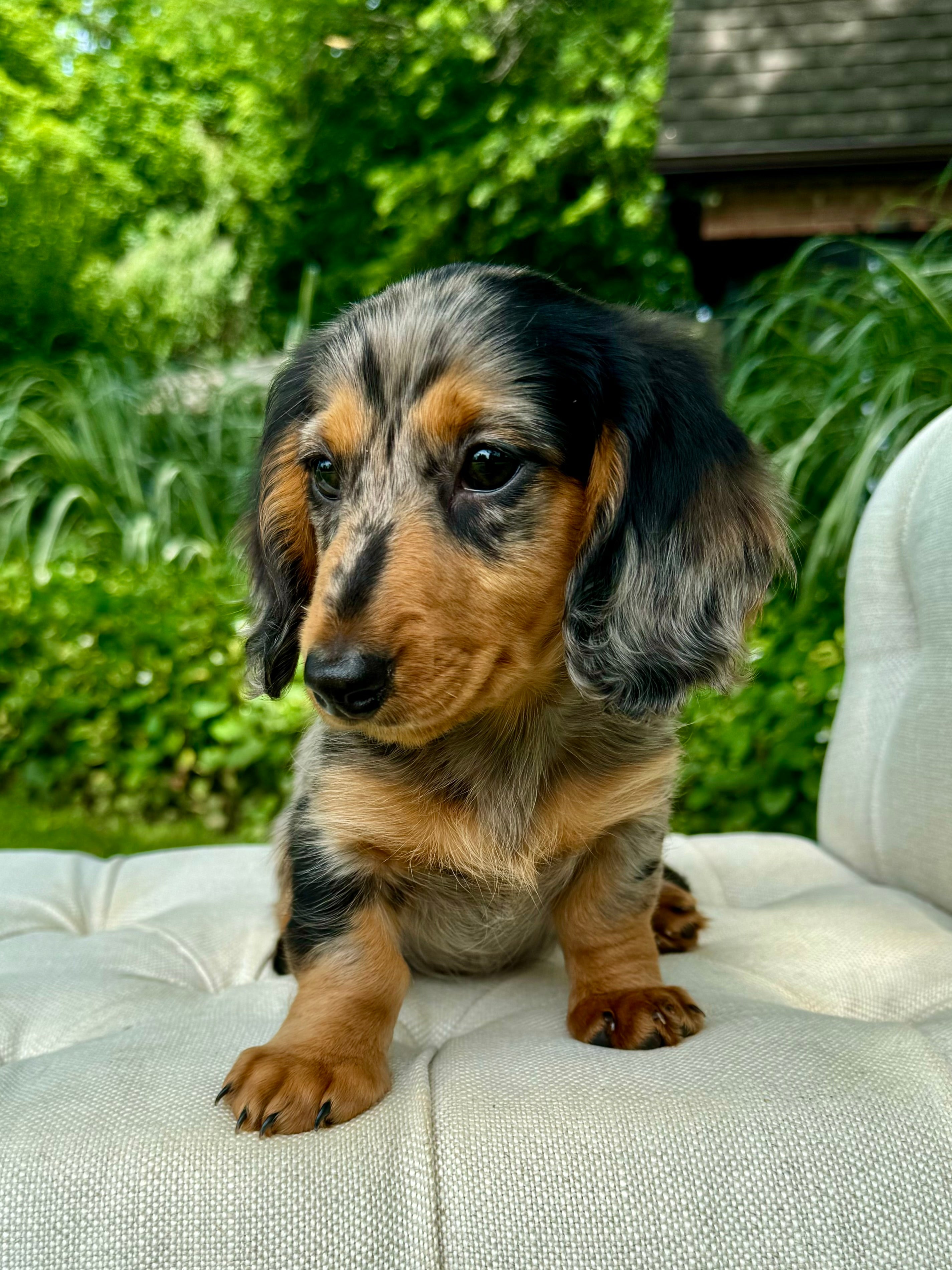 Speckled Sausage Dog Silver Speckled Dachshund Female Dachshund