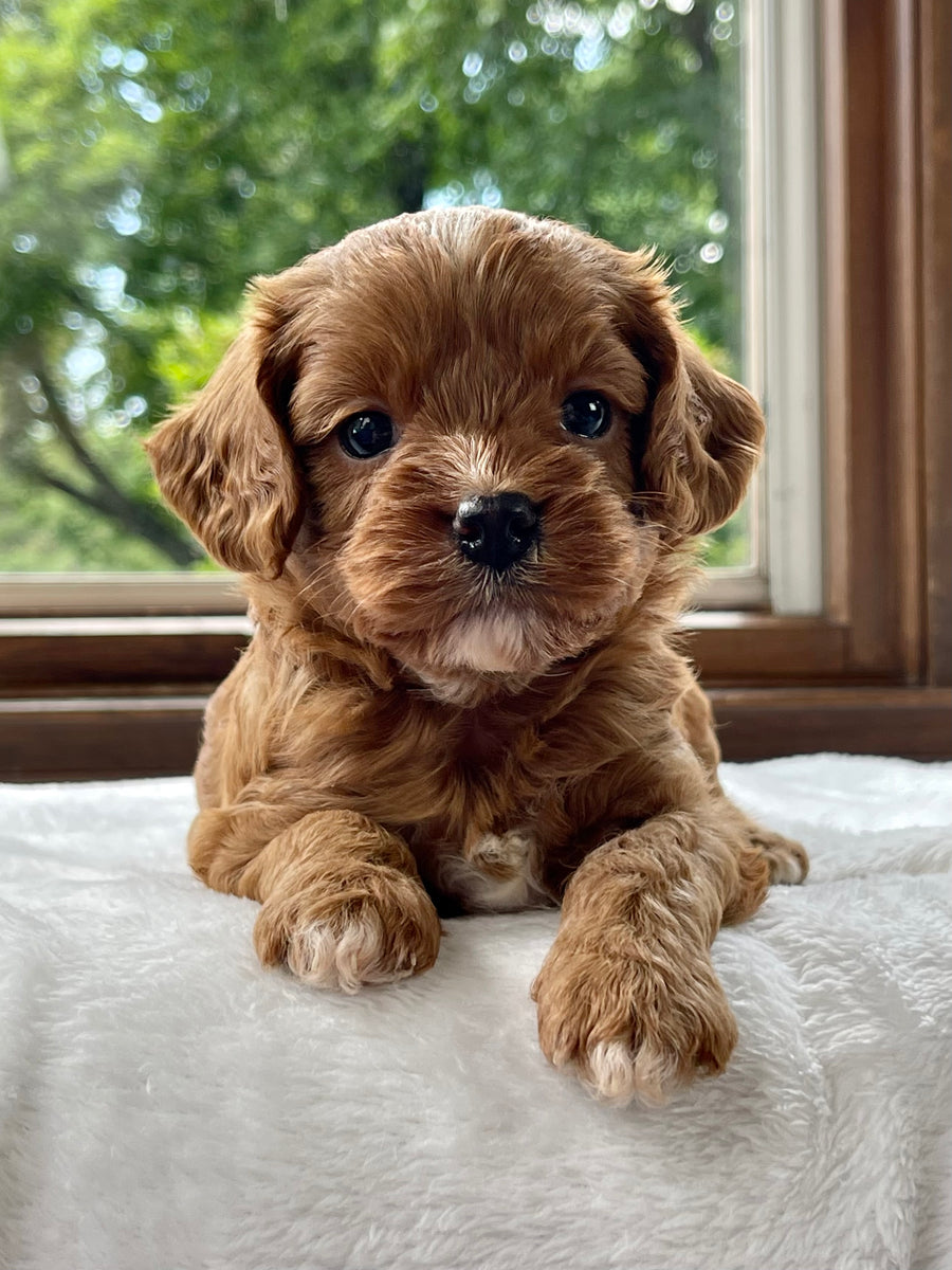 Laurence Cavapoo Puppy 💙 SOLD – Precious Pups USA