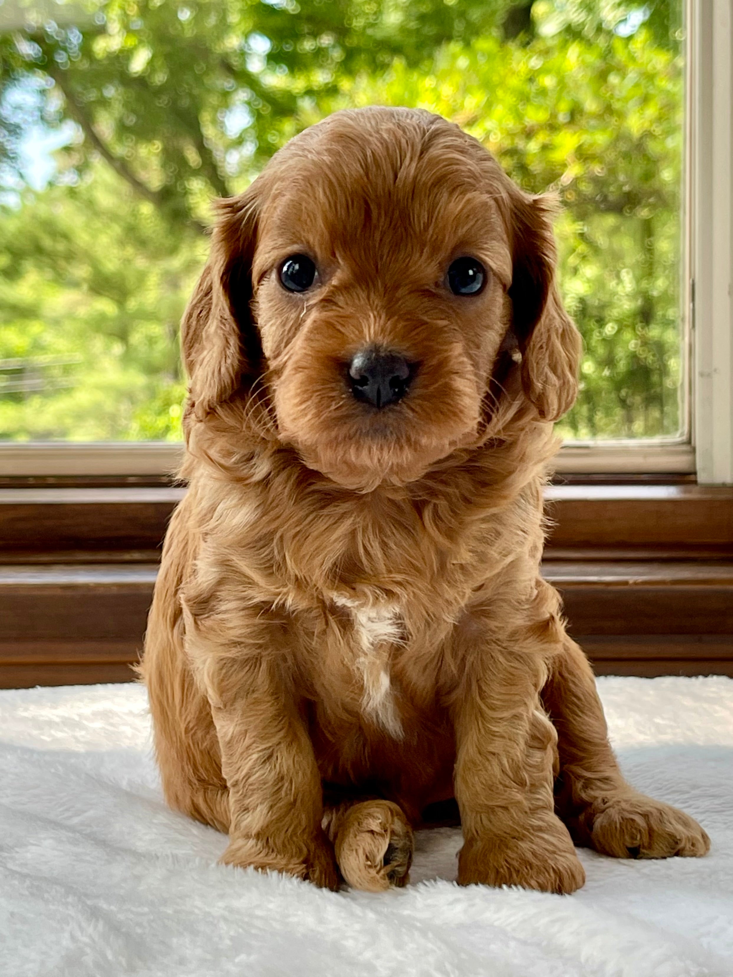 Lacey Cavapoo Puppy 💗 SOLD – Precious Pups USA