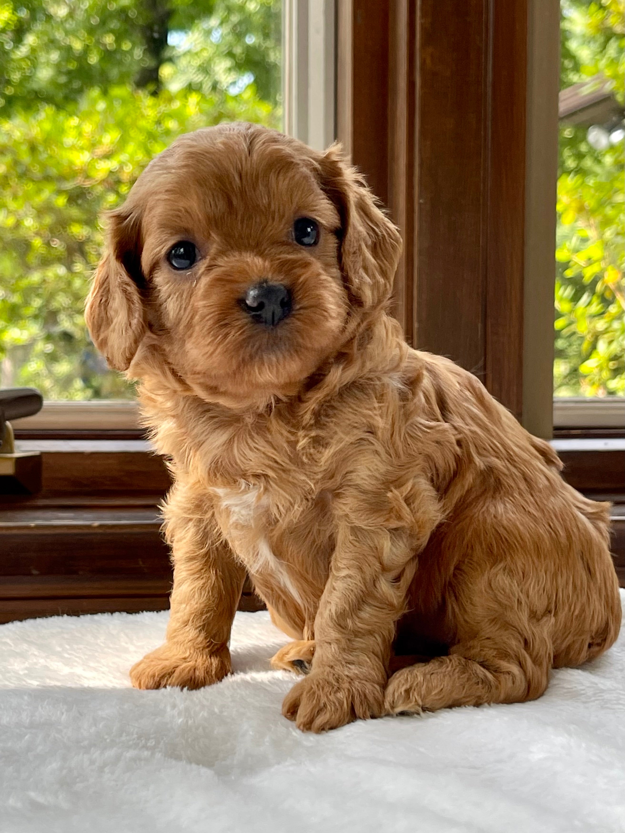 Lacey Cavapoo Puppy 💗 SOLD – Precious Pups USA