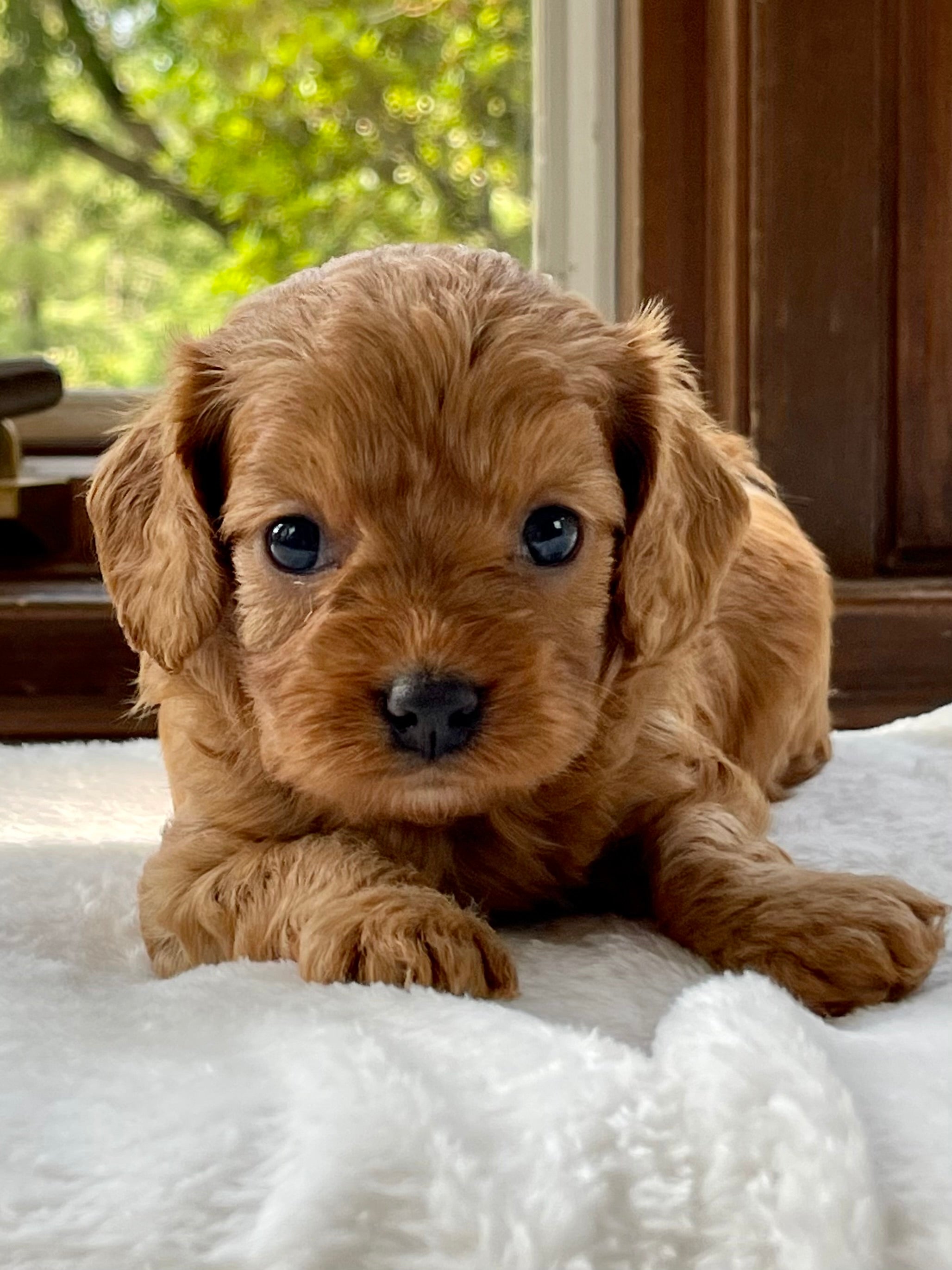 Lacey Cavapoo Puppy 💗 SOLD – Precious Pups USA