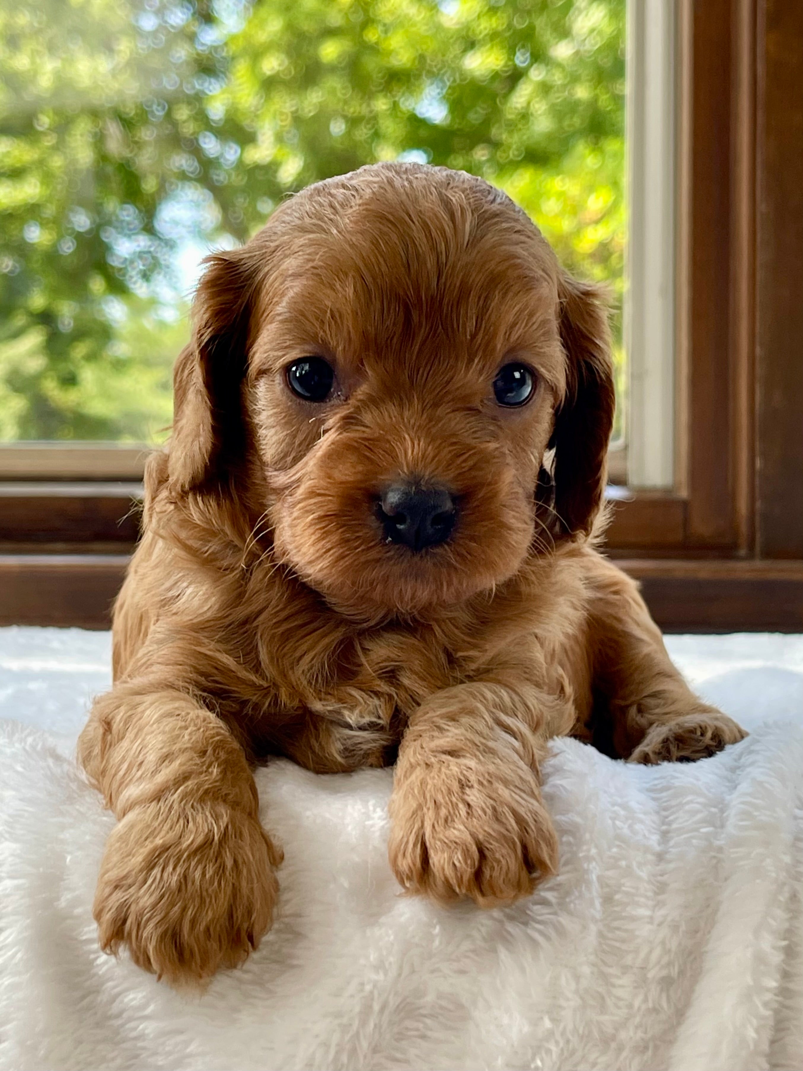 Lacey Cavapoo Puppy 💗 SOLD – Precious Pups USA