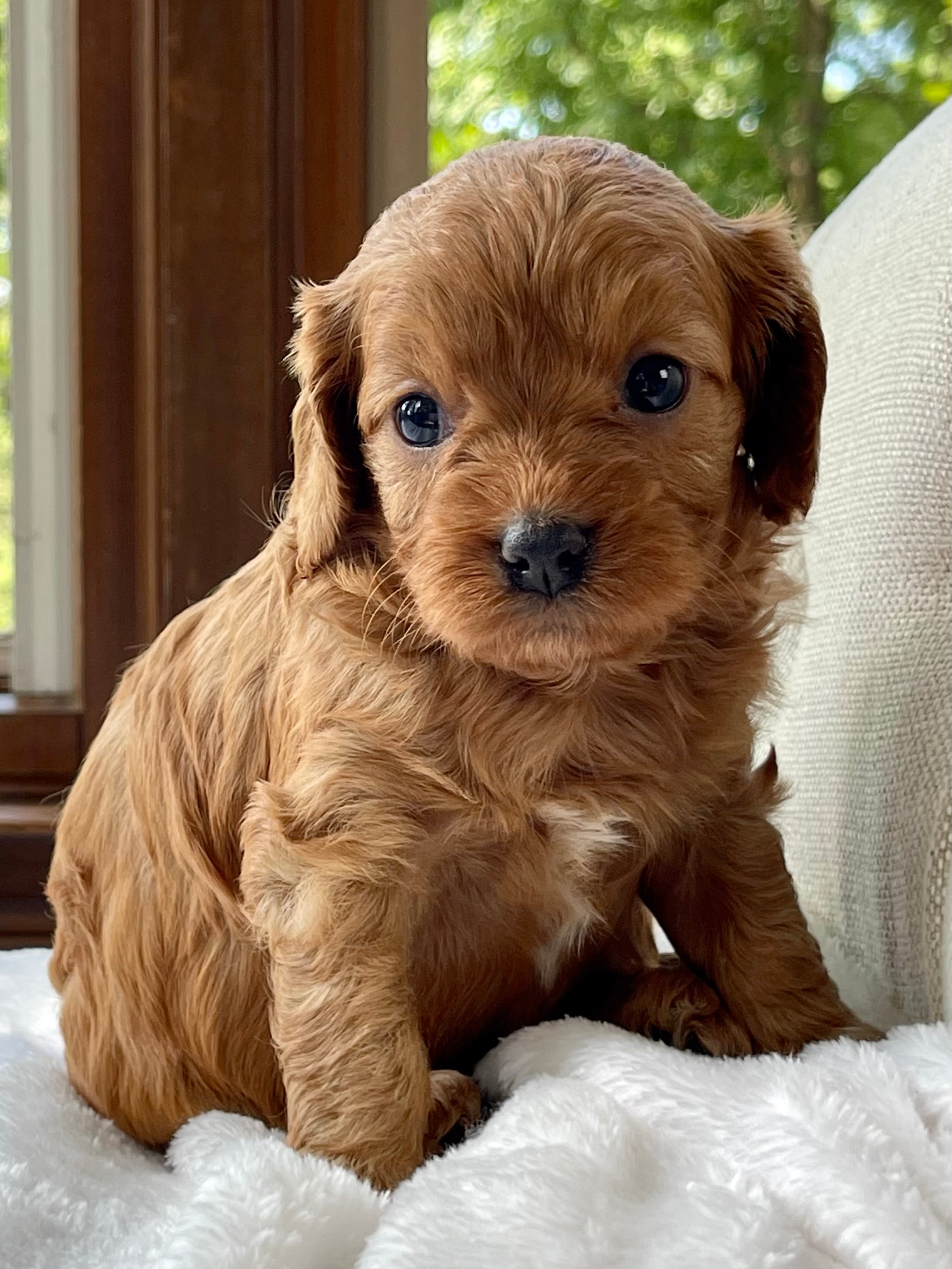 Lacey Cavapoo Puppy 💗 SOLD – Precious Pups USA