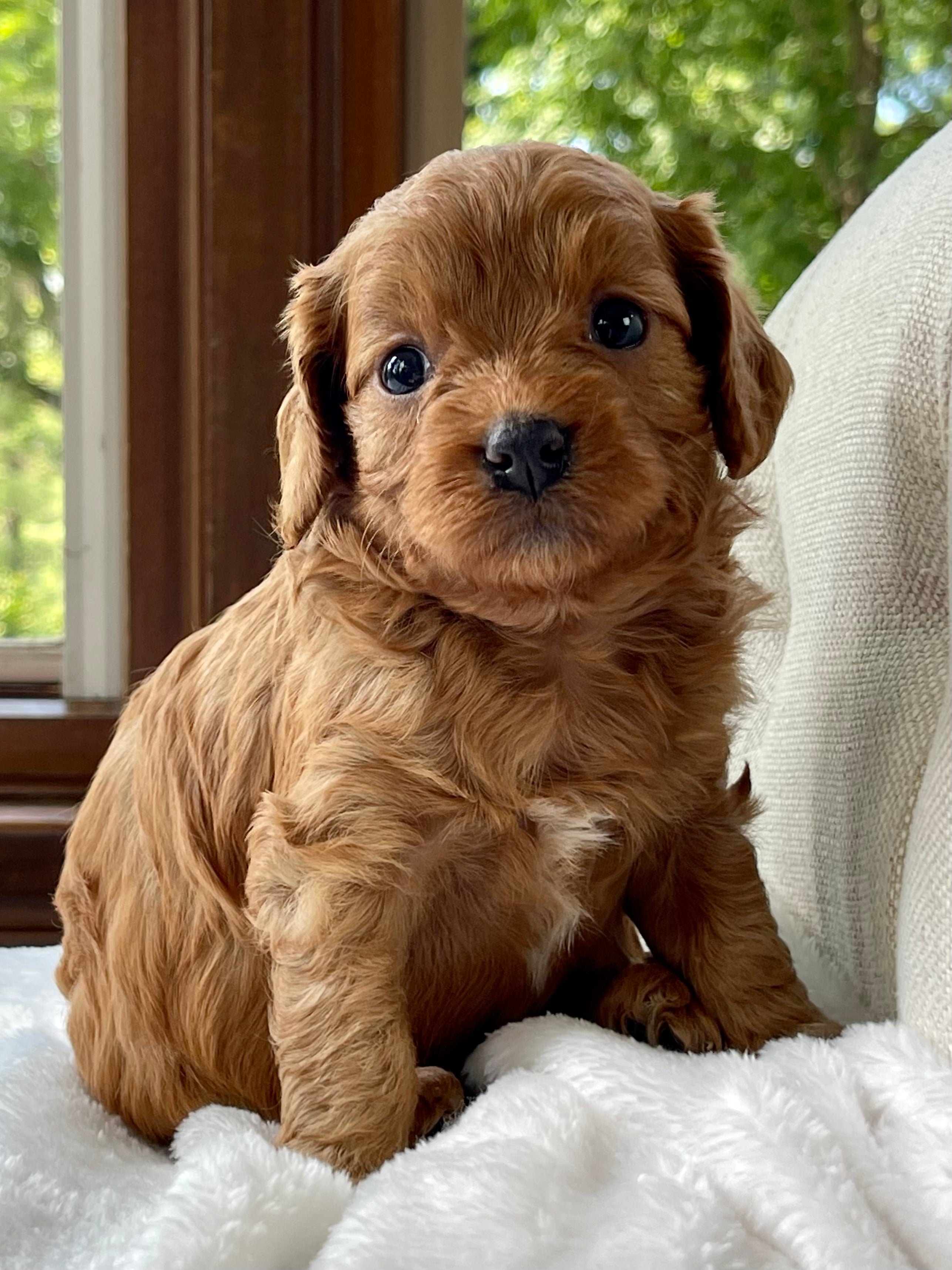 Lacey Cavapoo Puppy 💗 SOLD – Precious Pups USA