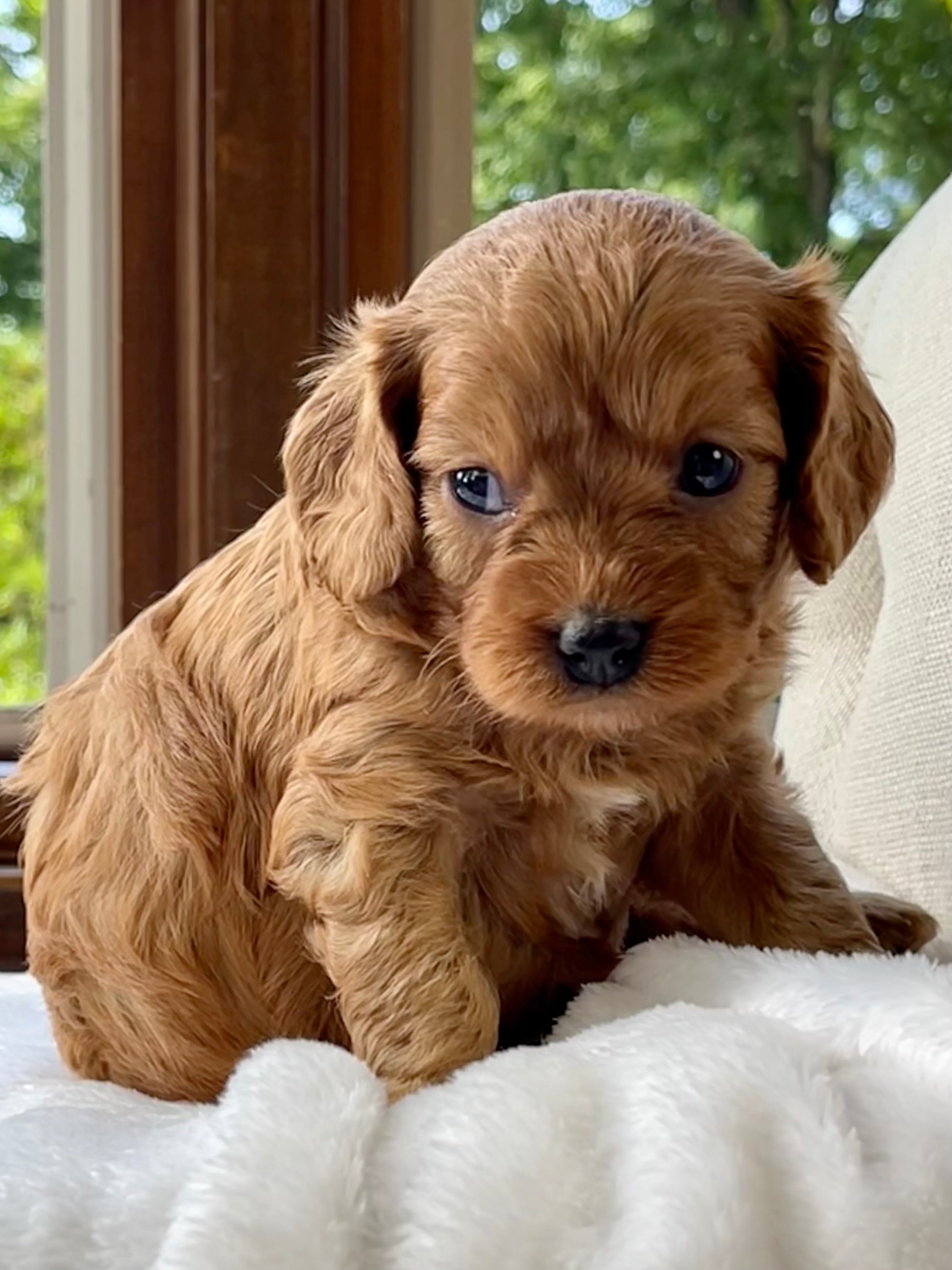 Lacey Cavapoo Puppy 💗 SOLD – Precious Pups USA