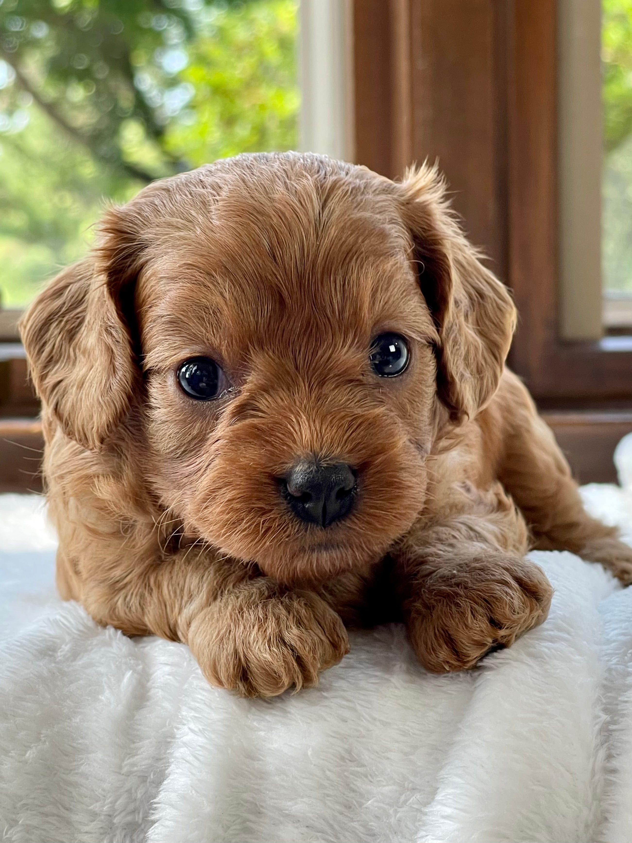 Lacey Cavapoo Puppy 💗 SOLD – Precious Pups USA