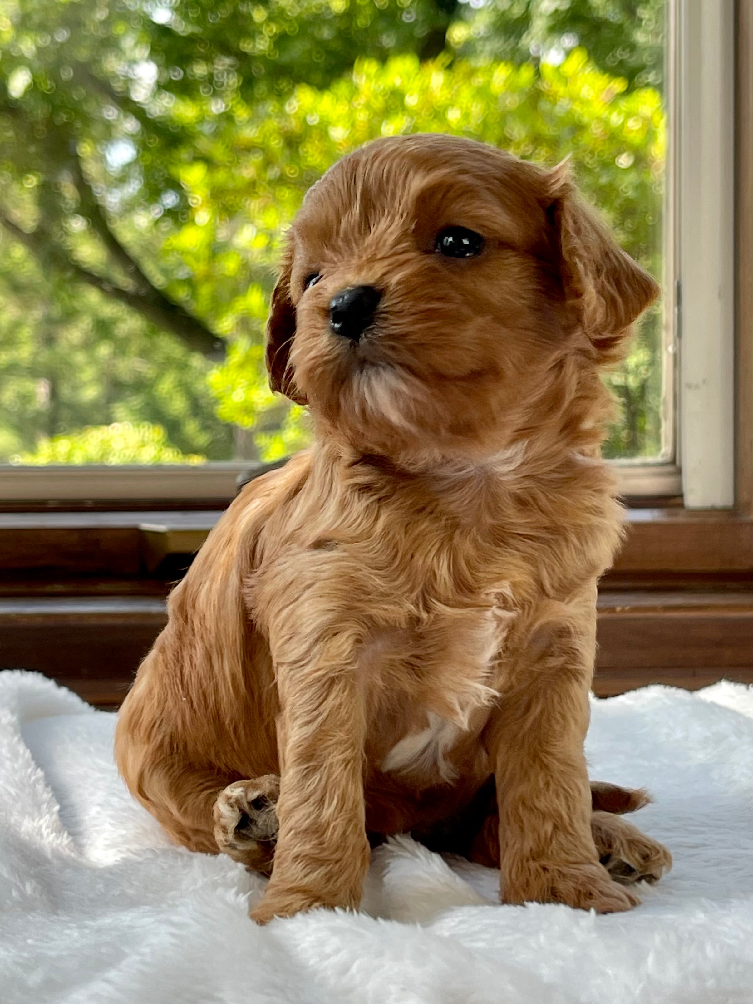 Cavapoo England London Cavapoo Puppy 💗 SOLD – Precious Pups Doodles