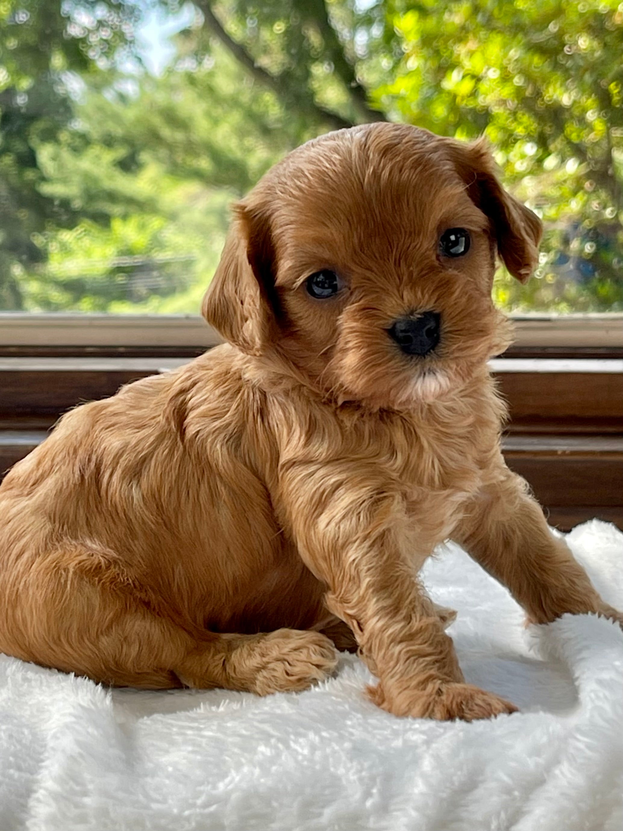 Cavapoo England London Cavapoo Puppy 💗 SOLD – Precious Pups Doodles