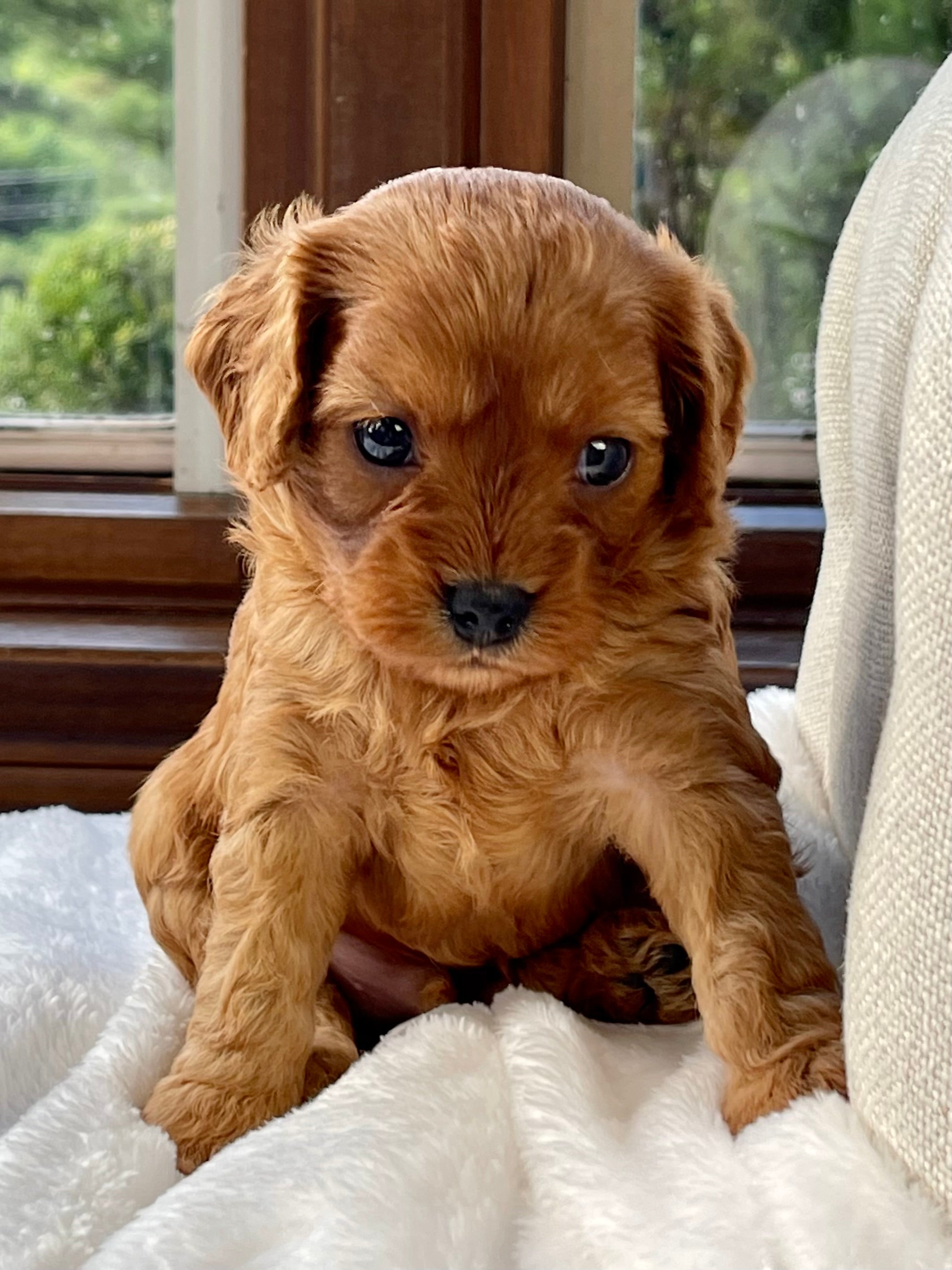 Luke Cowapoo Luke Cavapoo Puppy 💙 SOLD – Precious Pups Doodles