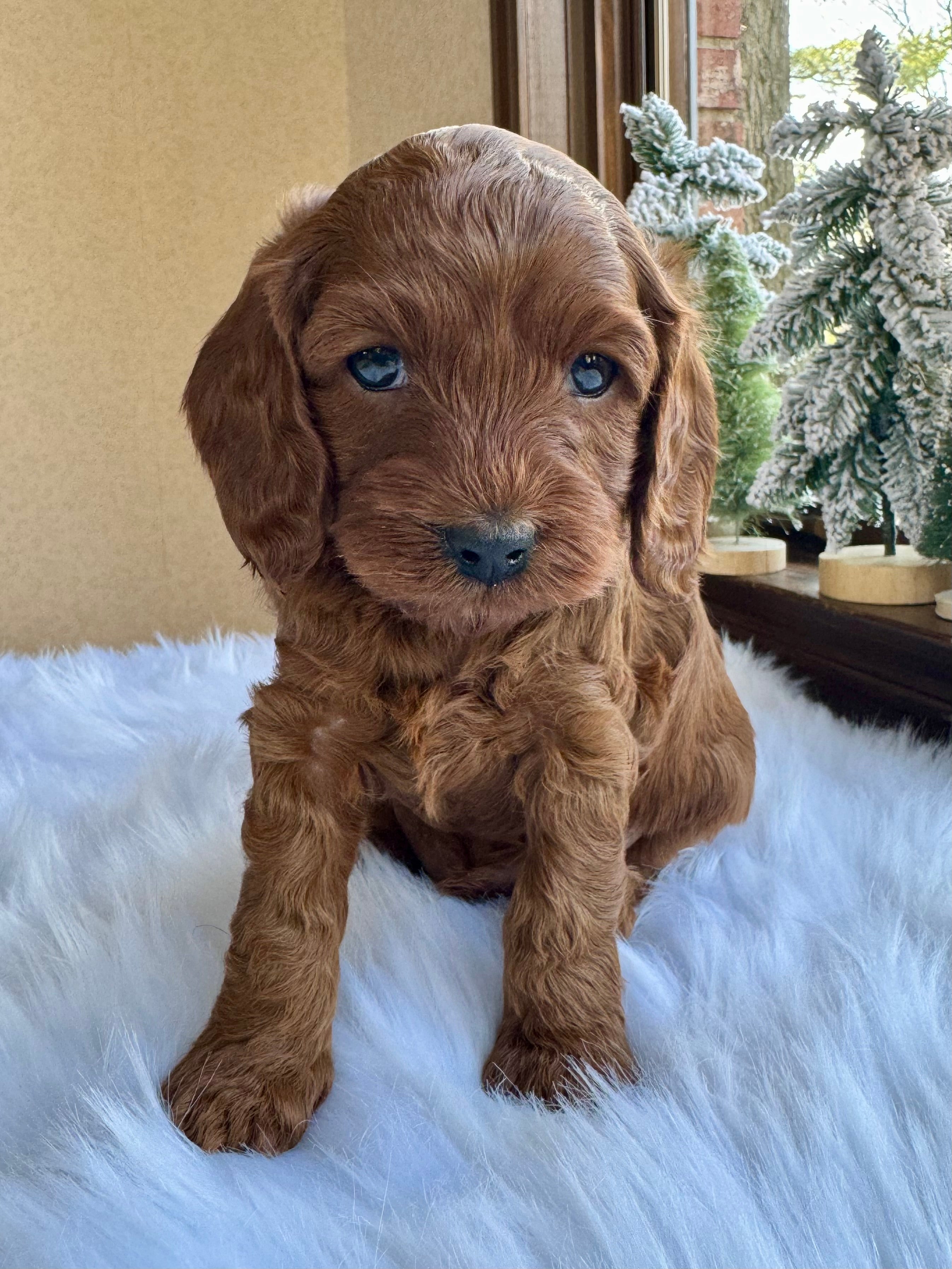 Chestnut Cavapoo Puppy π SOLD β Precious Pups USA