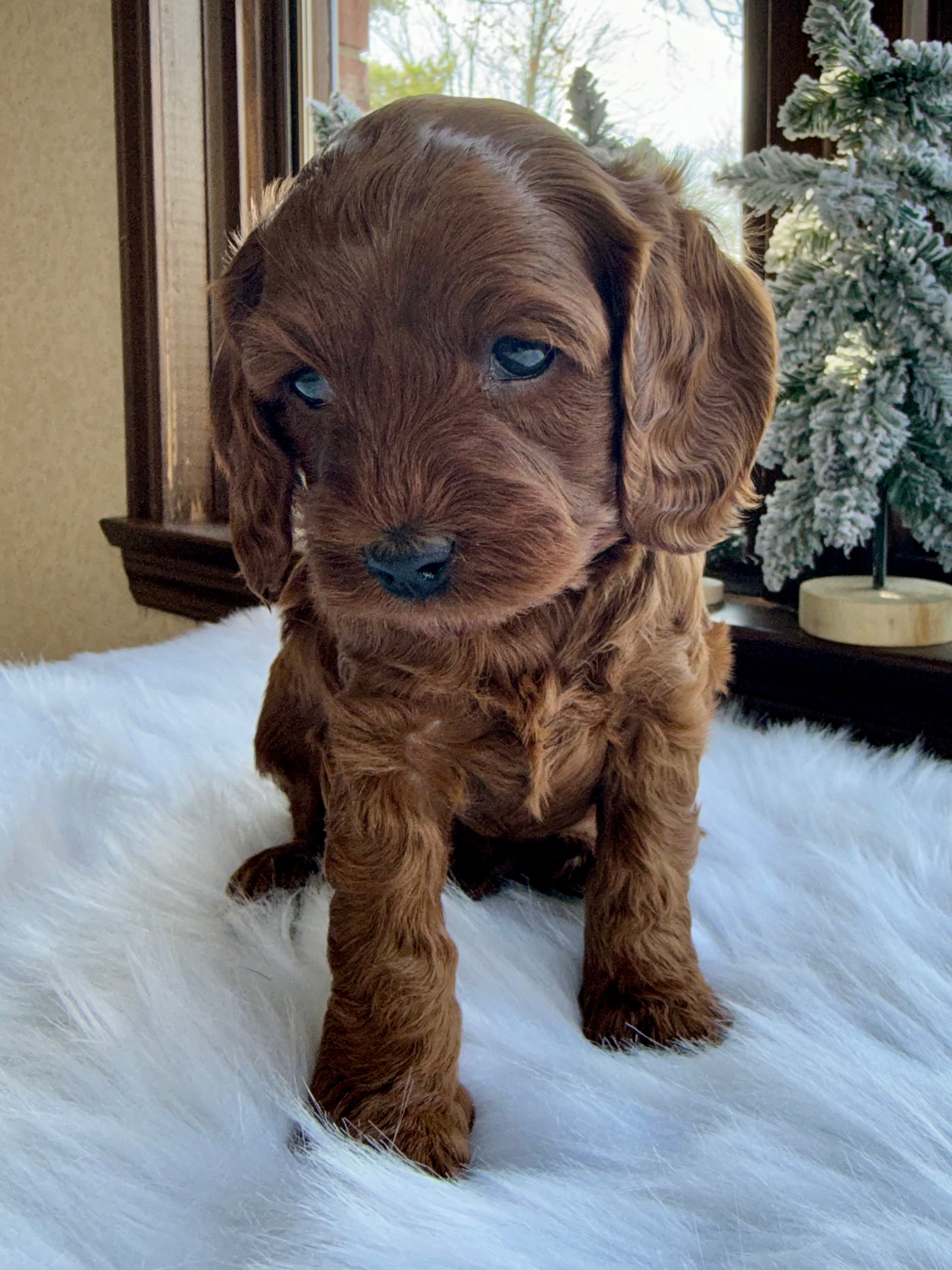 Chestnut Cavapoo Puppy π SOLD β Precious Pups USA
