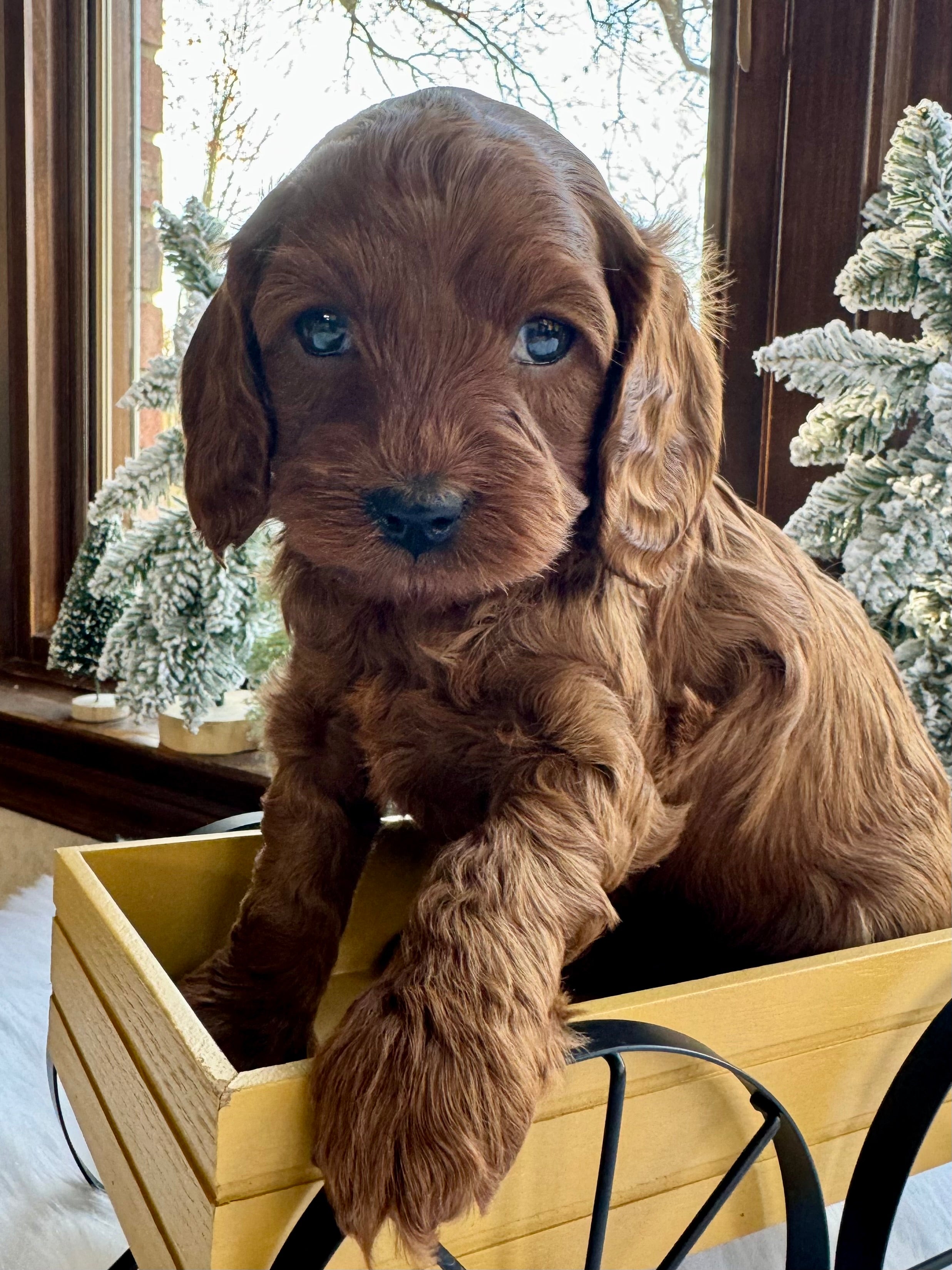 Chestnut Cavapoo Puppy π SOLD β Precious Pups USA