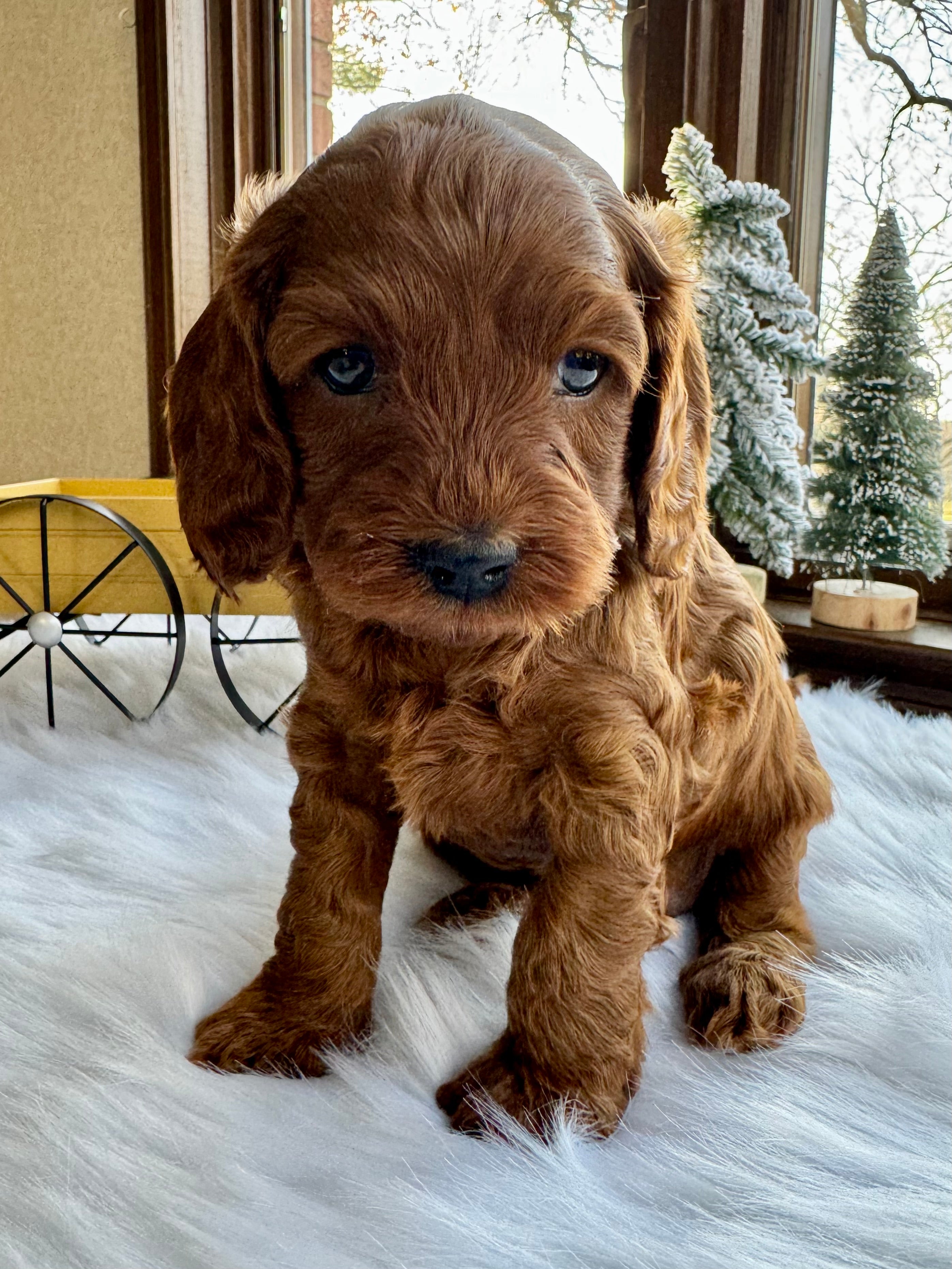 Chestnut Cavapoo Puppy π SOLD β Precious Pups USA