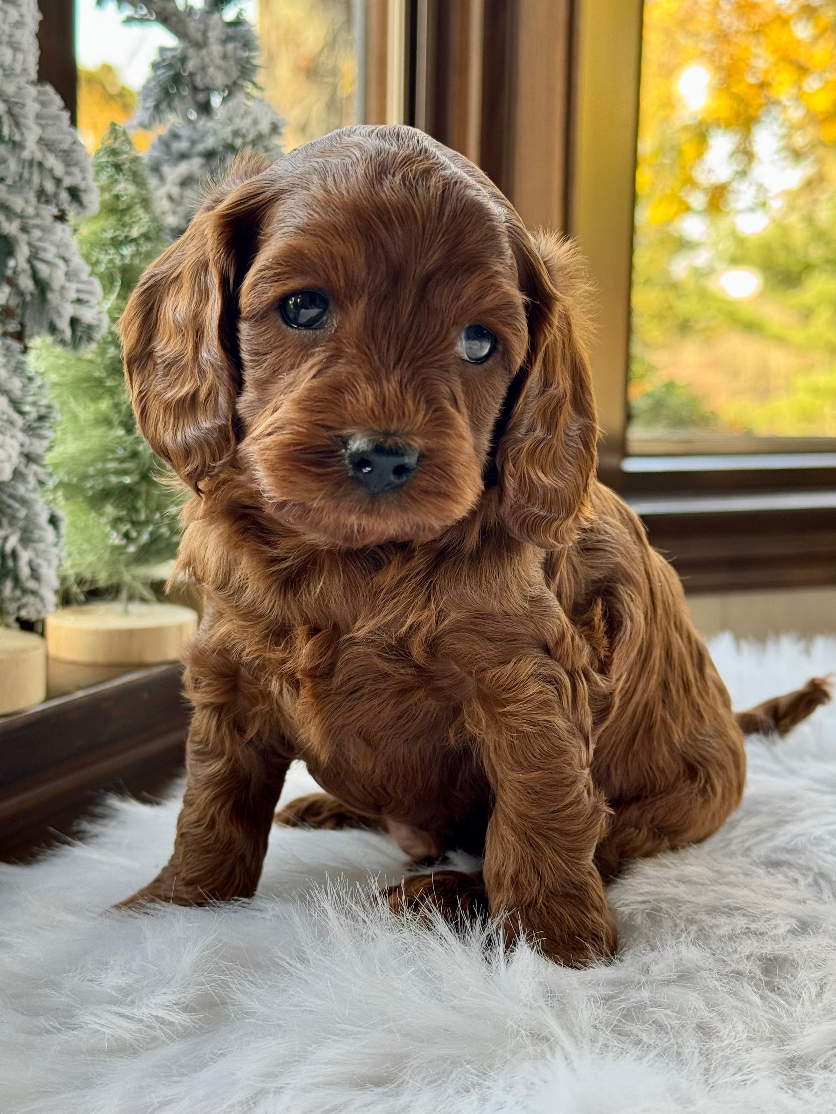 Chestnut Cavapoo Puppy π SOLD β Precious Pups USA