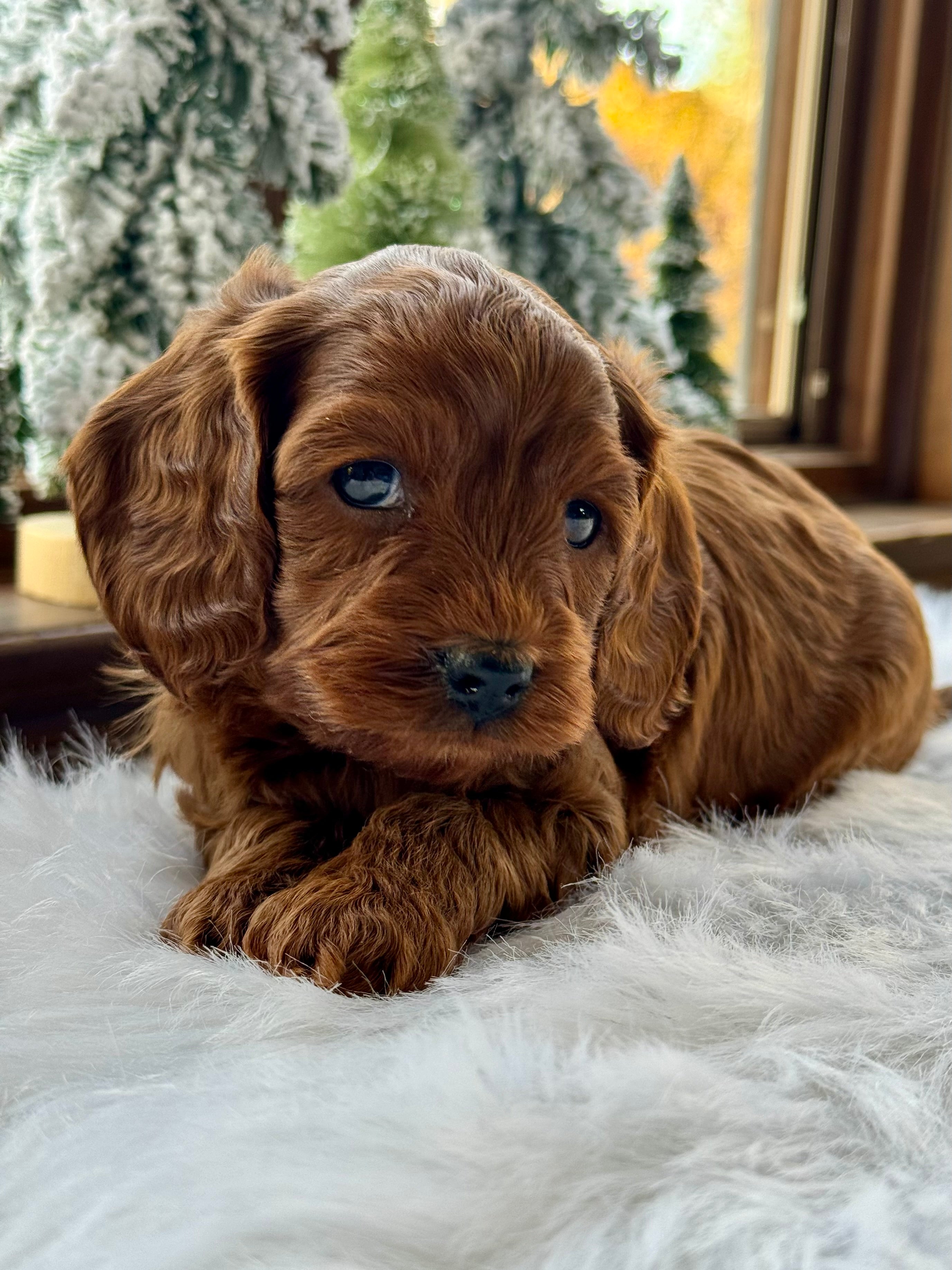 Chestnut Cavapoo Puppy π SOLD β Precious Pups USA