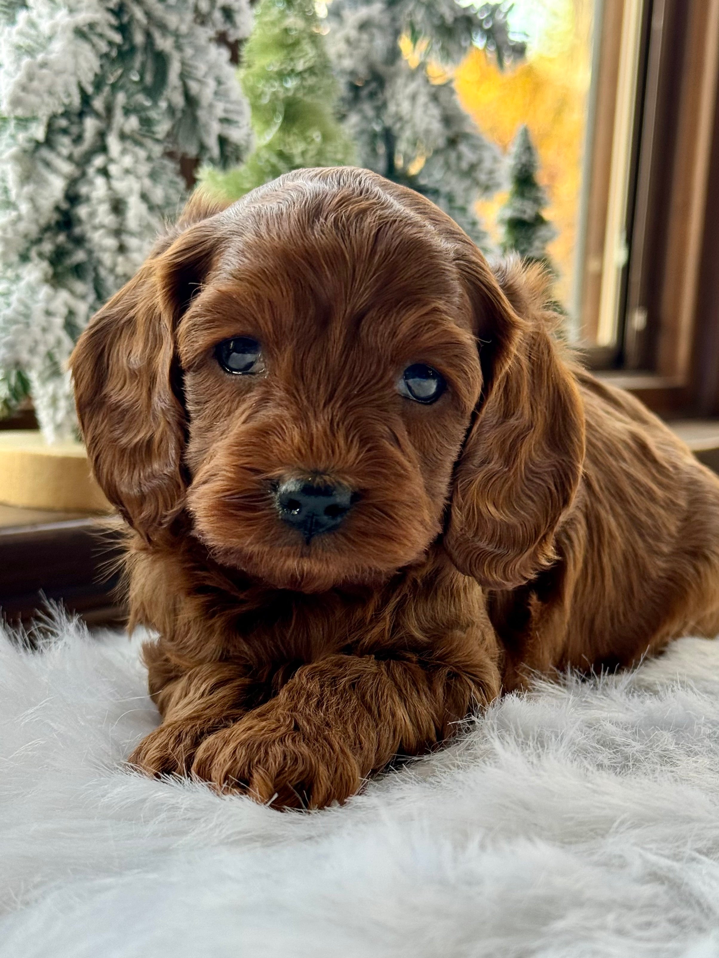 Chestnut Cavapoo Puppy π SOLD β Precious Pups USA