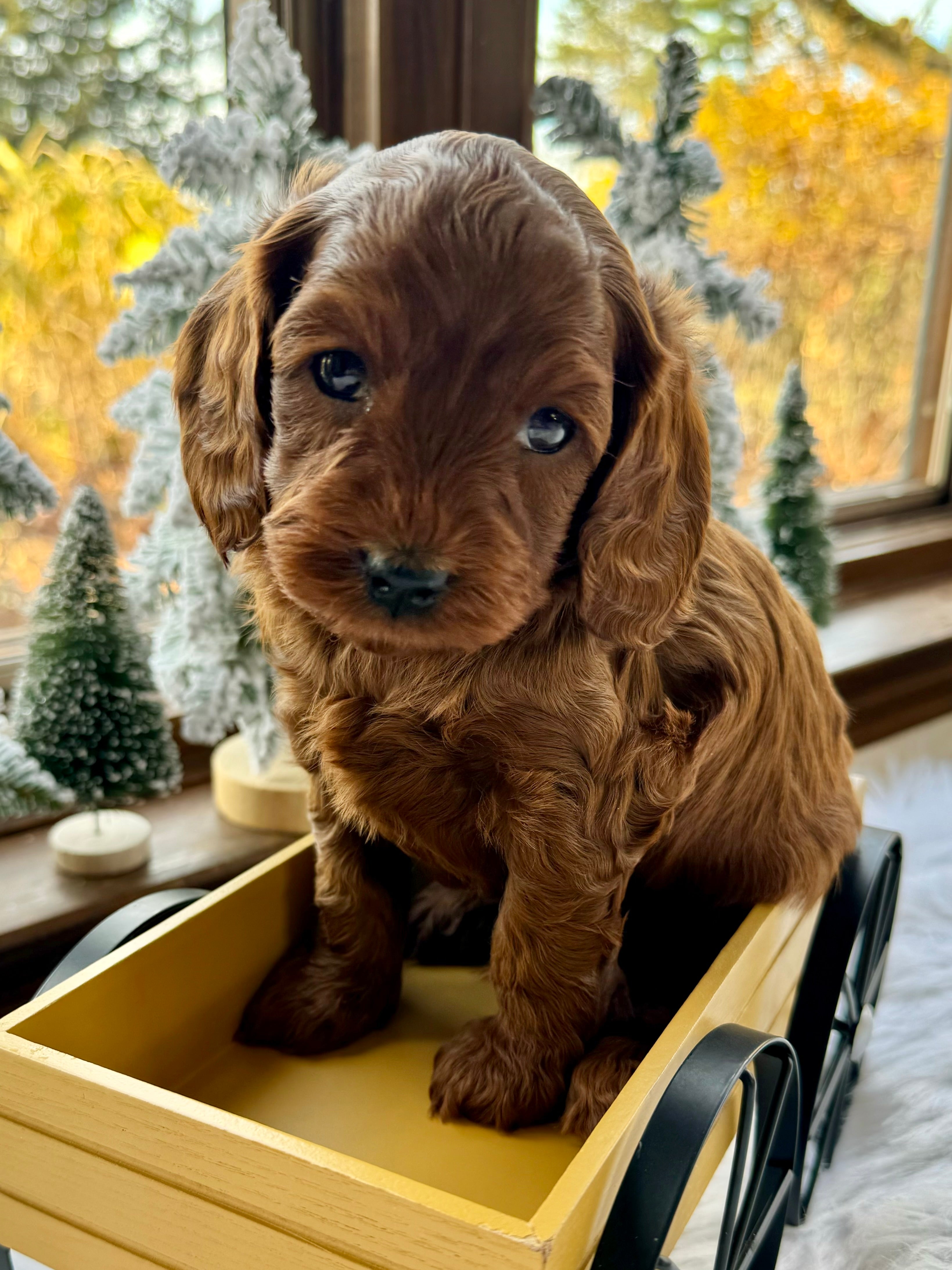 Chestnut Cavapoo Puppy π SOLD β Precious Pups USA
