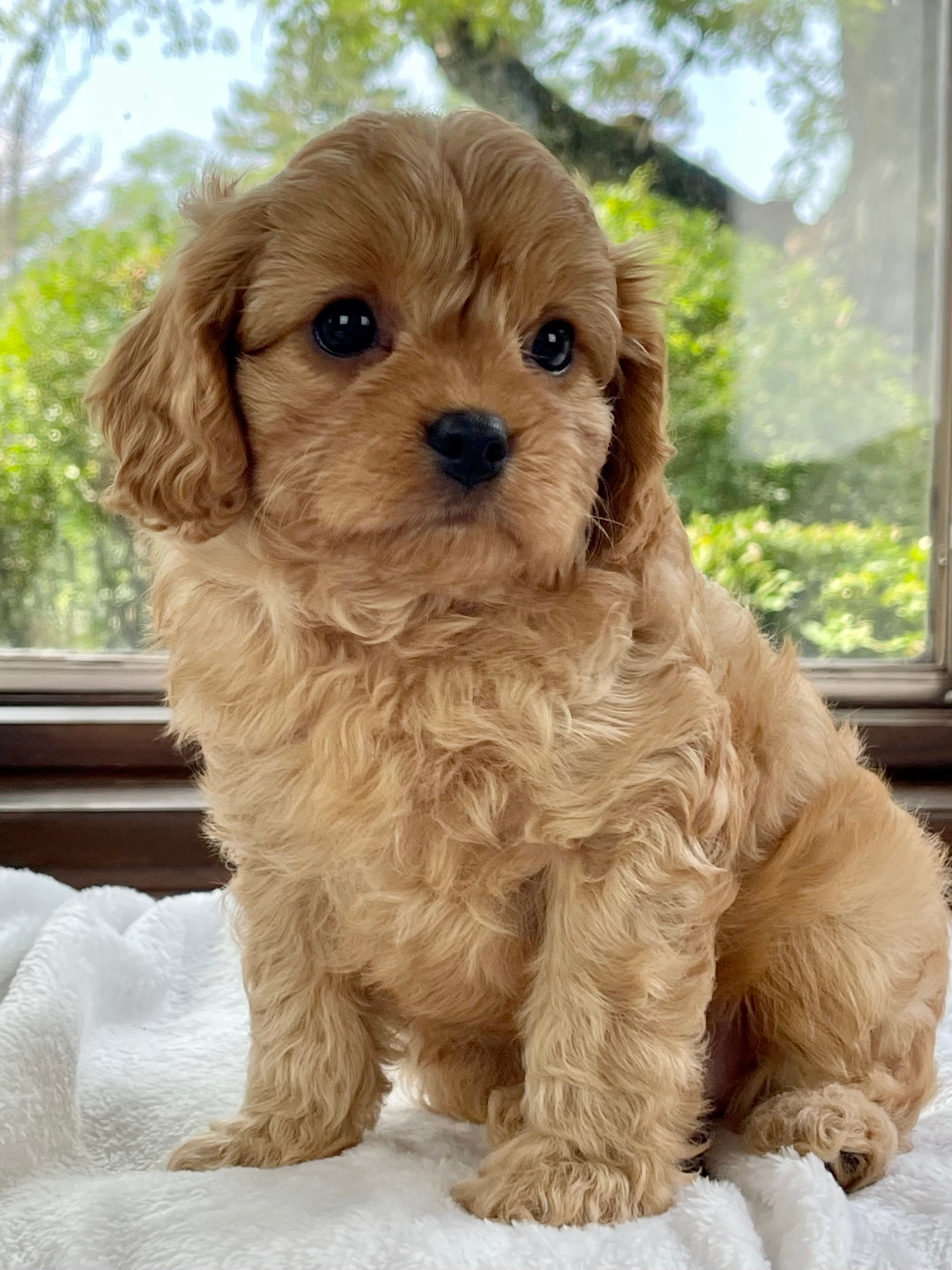 Danny Cavapoo Puppy 💙 SOLD – Precious Pups USA