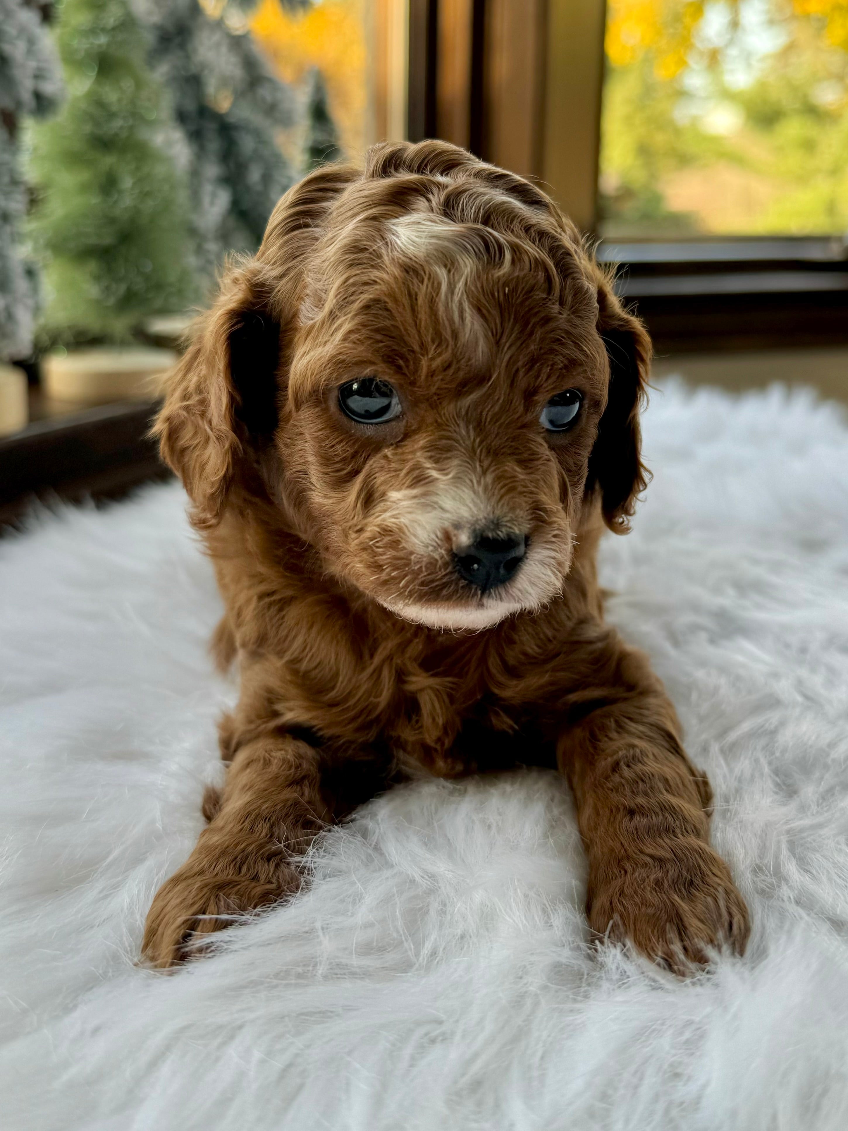 Phantom Abstract Cavapoo Cinnamon Cavapoo Puppy 💙 SOLD – Precious Pups USA