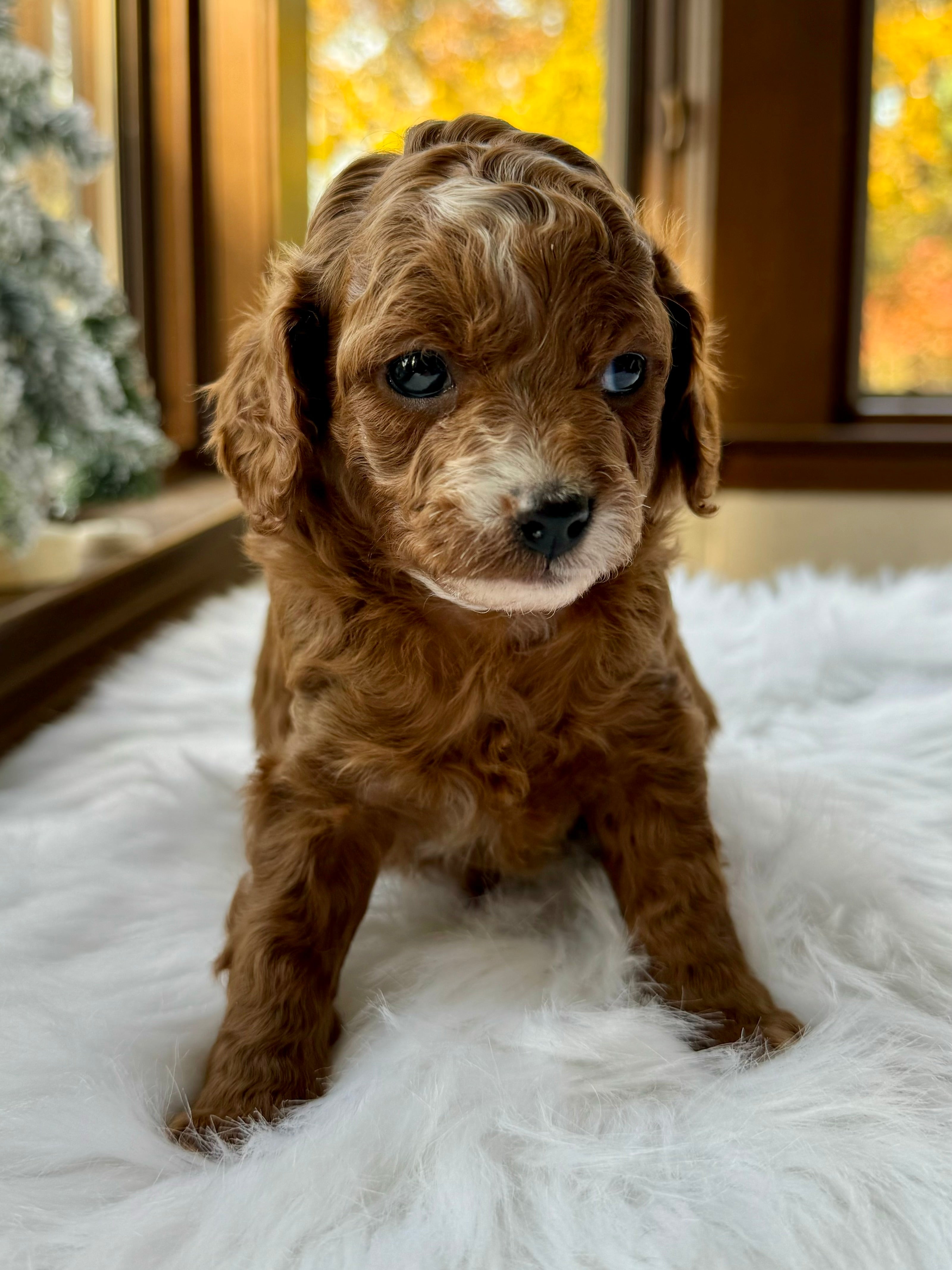 Phantom Abstract Cavapoo Cinnamon Cavapoo Puppy 💙 SOLD – Precious Pups USA