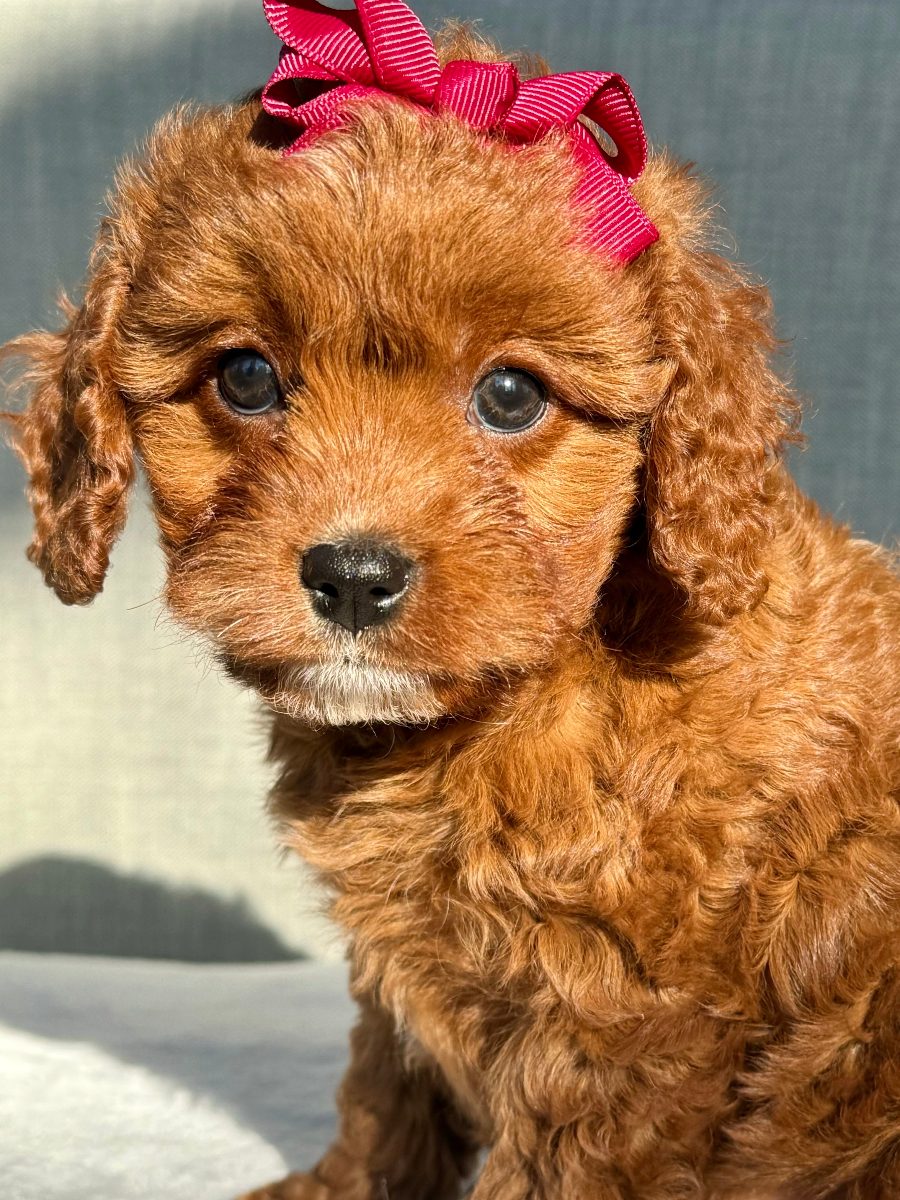 Ruby Cavapoo Puppy ๐ SOLD โ Precious Pups USA