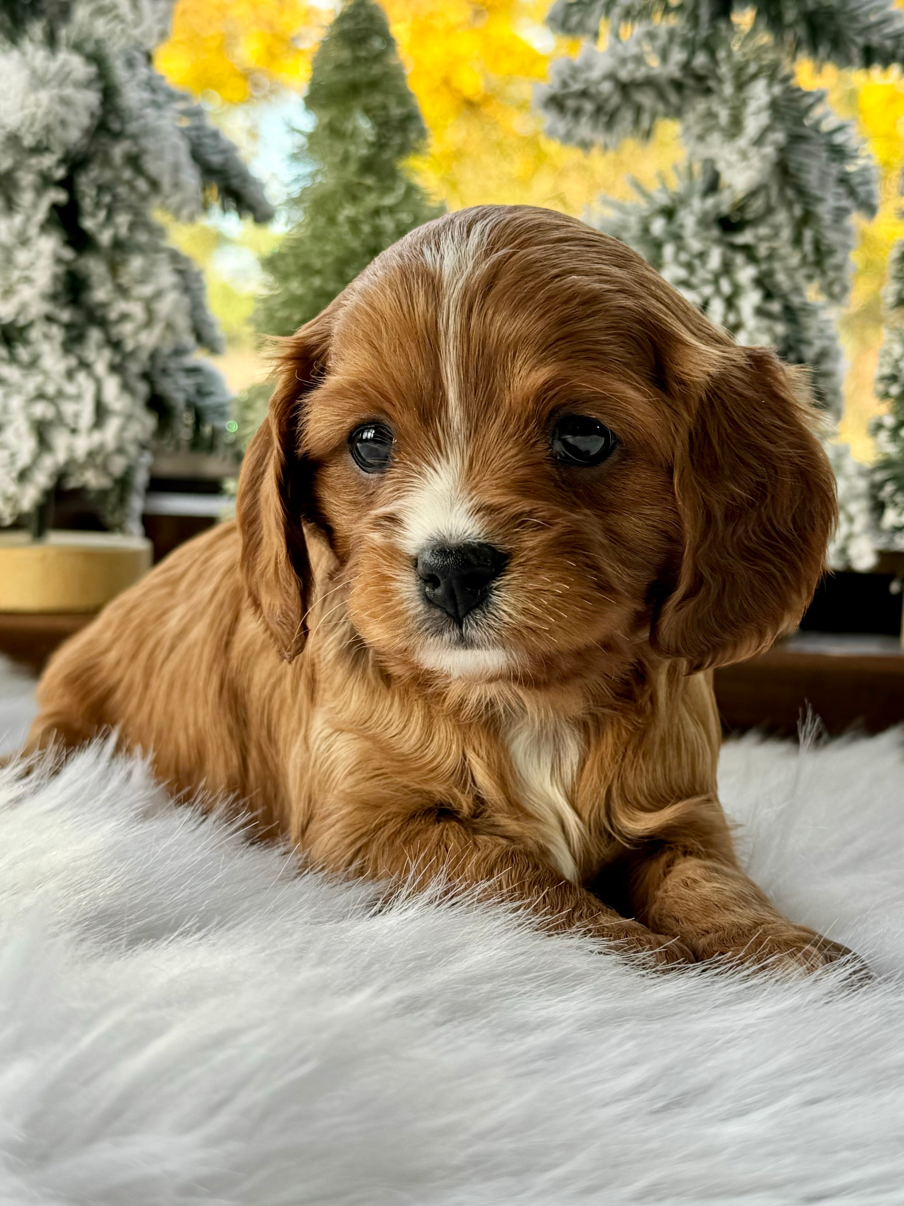 Red F1 Cavapoo Ginger Cavapoo Puppy 💗 SOLD – Precious Pups Doodles